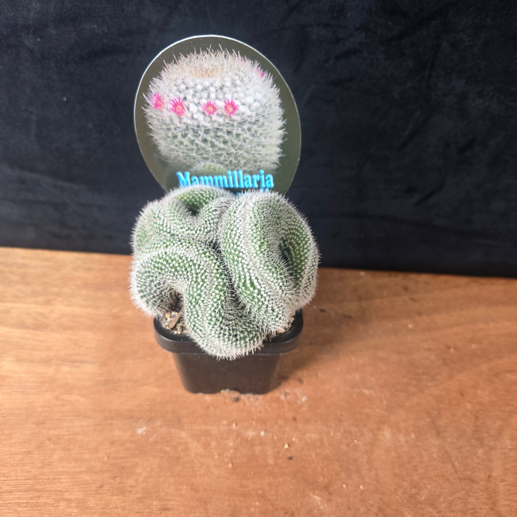 Mammillaria parkinsonii – Striking Spiralled Clusters