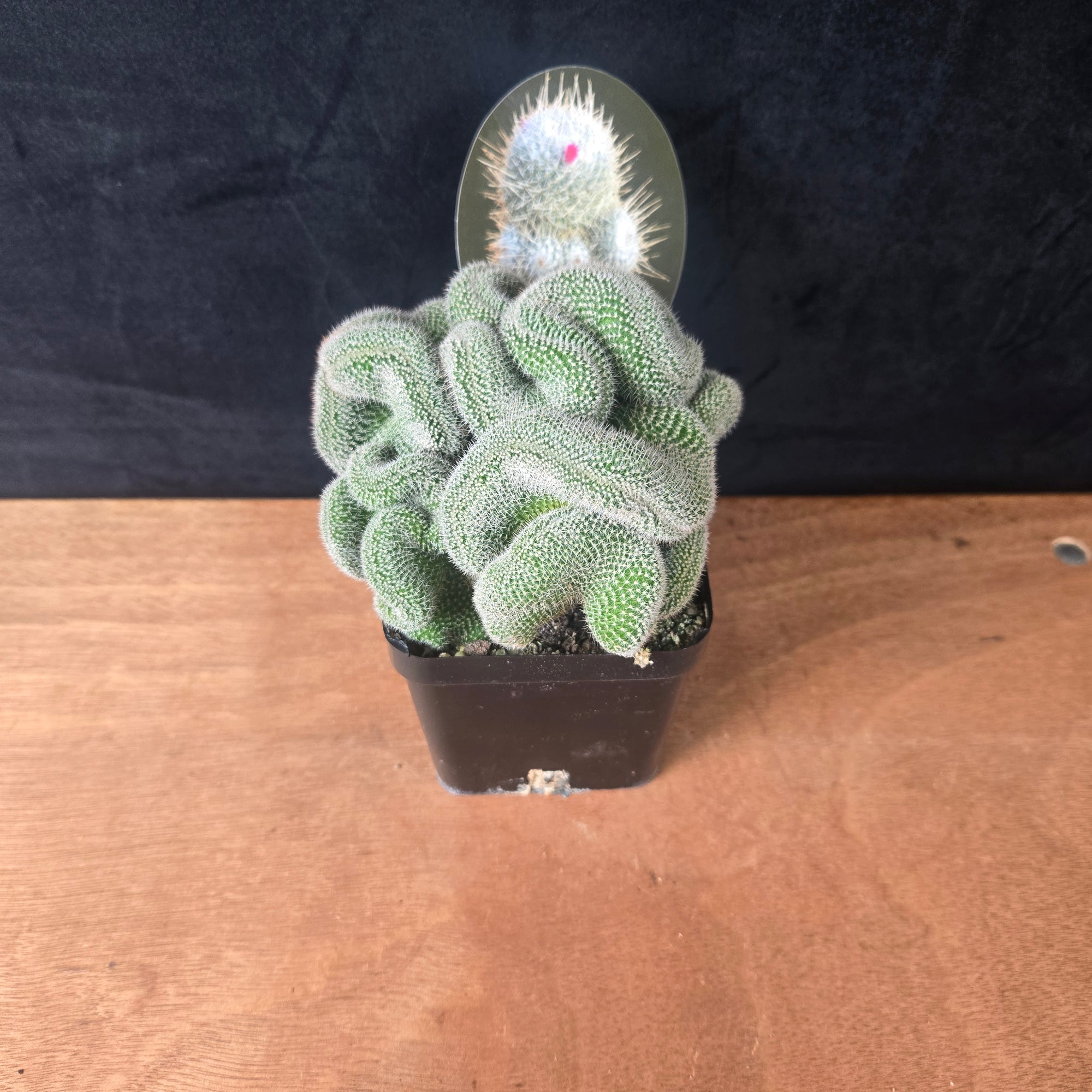 Mammillaria geminispina 'Cristata' – Crested Twin Spine Cactus