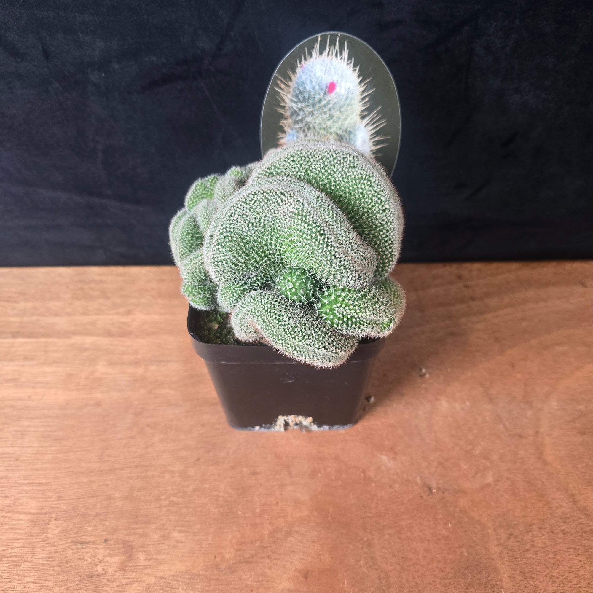 Mammillaria geminispina 'Cristata' – Crested Twin Spine Cactus