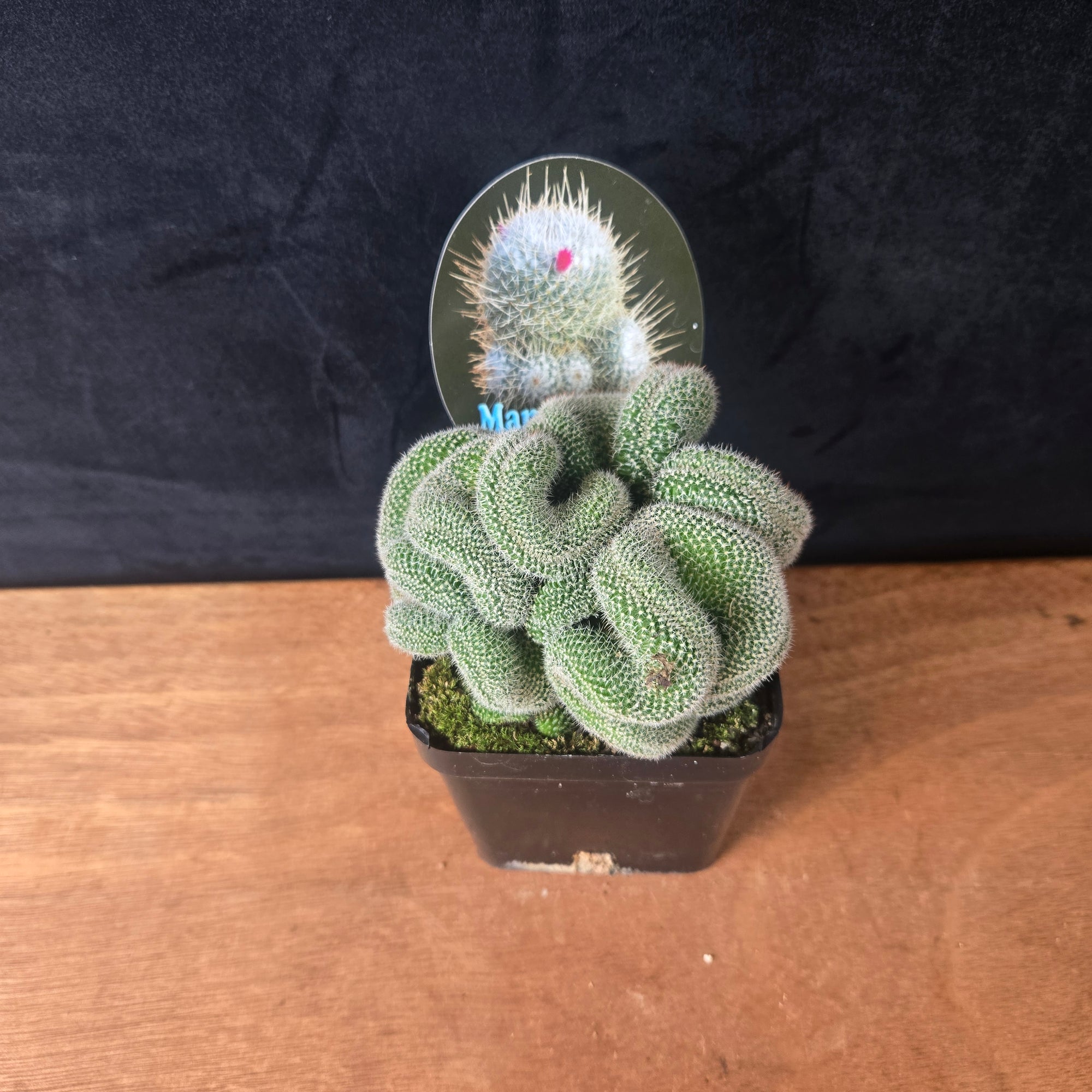 Mammillaria geminispina 'Cristata' – Crested Twin Spine Cactus