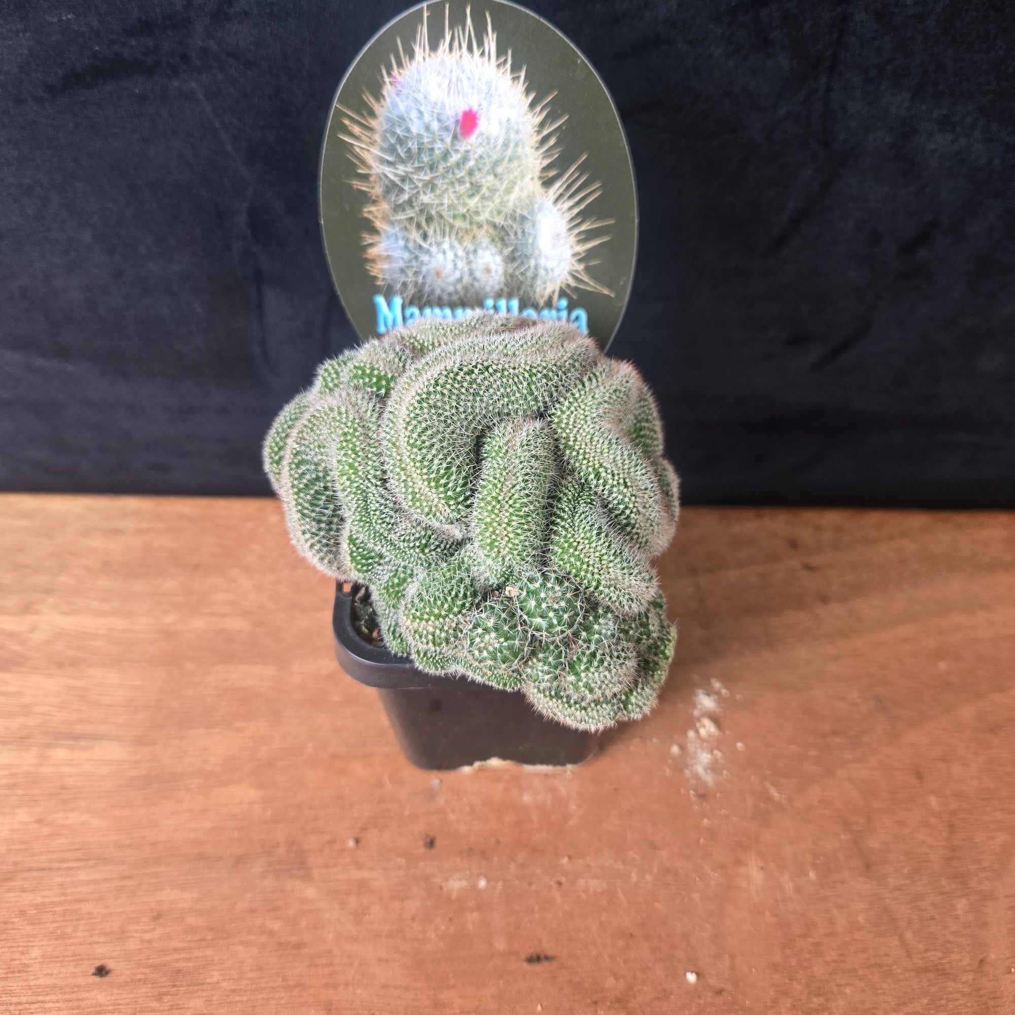 Mammillaria geminispina 'Cristata' – Crested Twin Spine Cactus