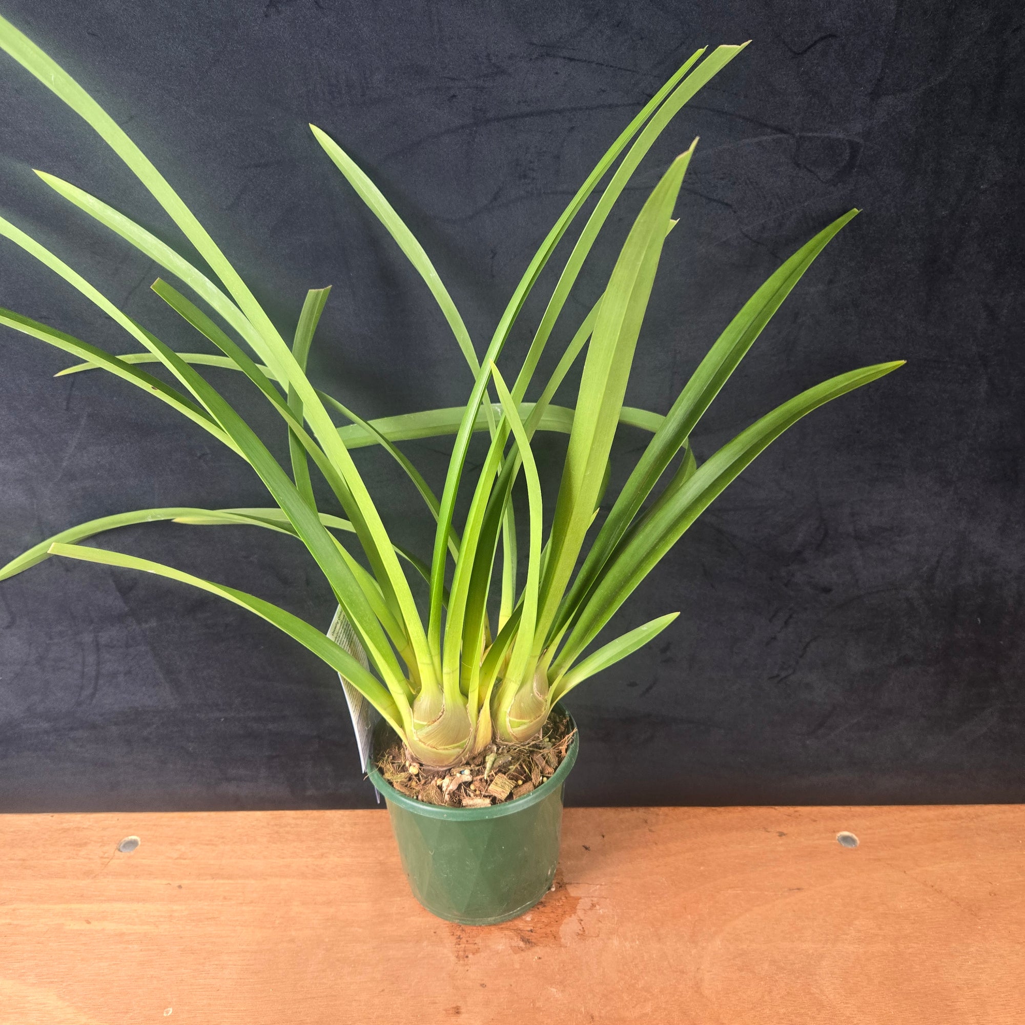 Cymbidium Spark Sprite 'Sylvia' Semi Pendulous