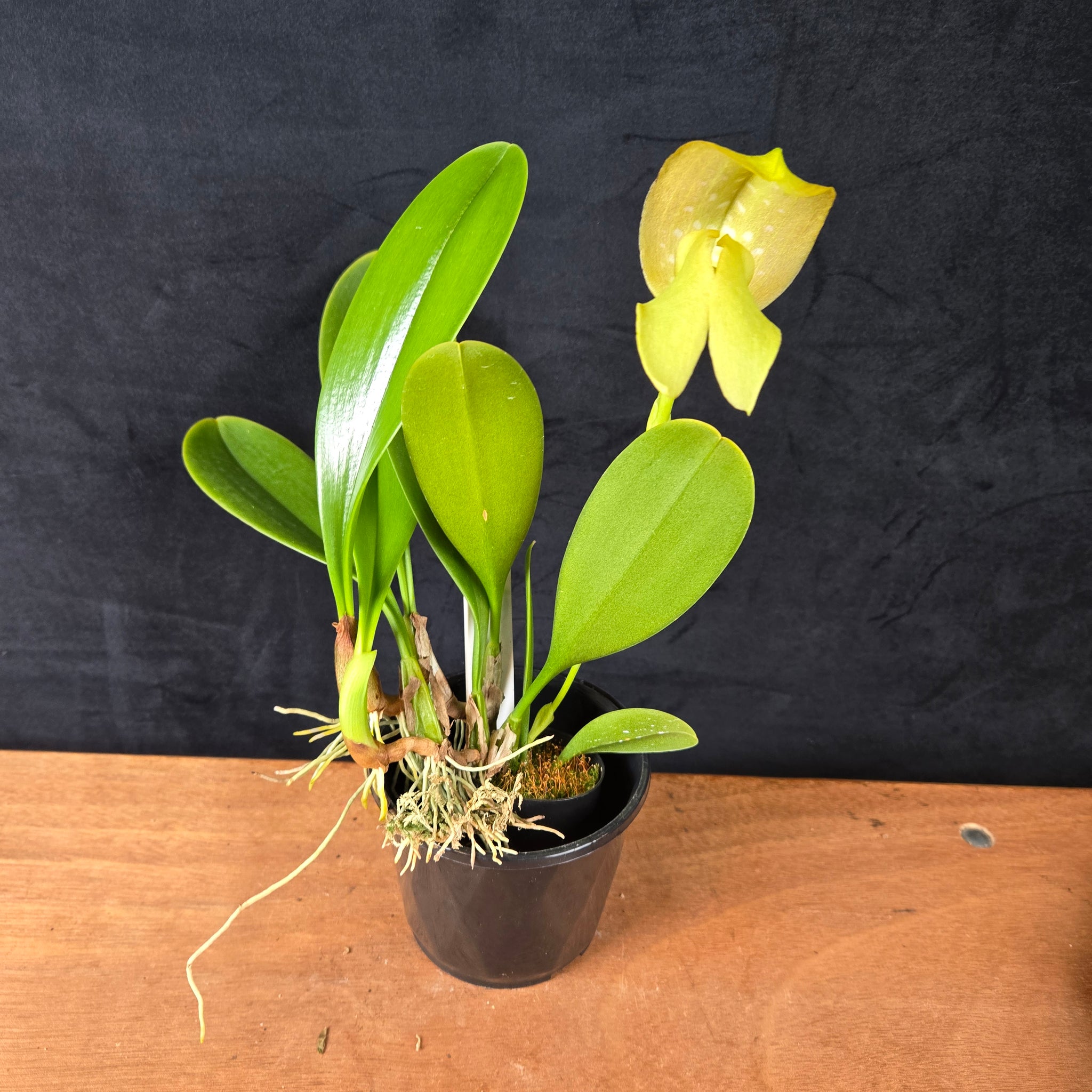 Bulbophyllum grandiflorum var. aureum