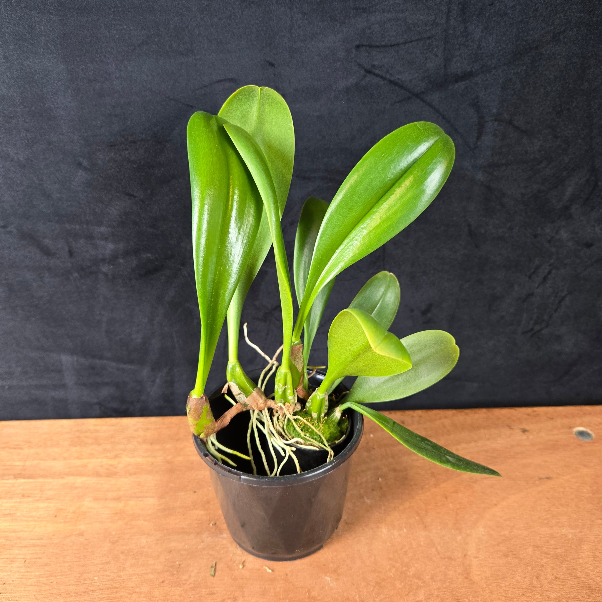 Bulbophyllum grandiflorum var. aureum