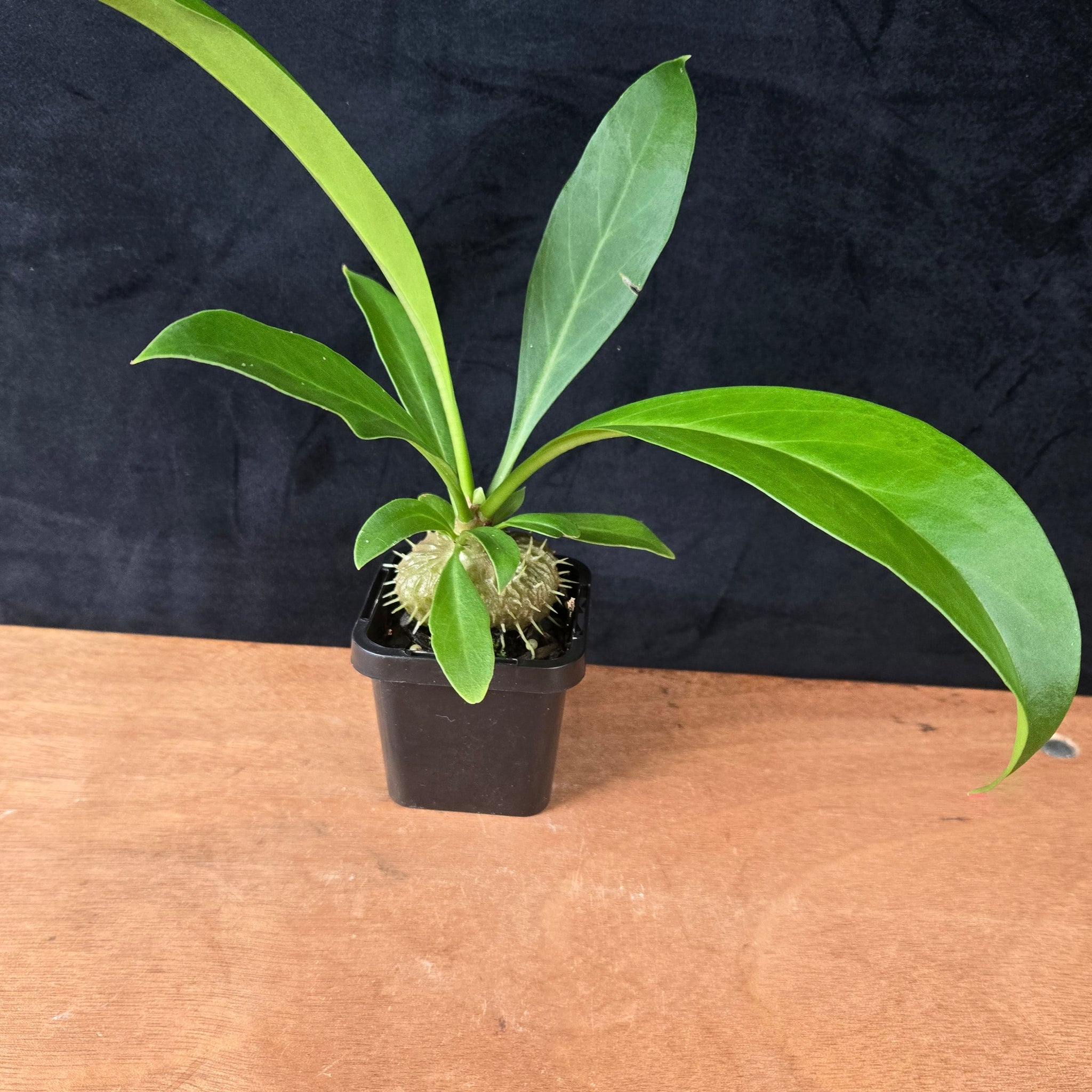 Myrmecodia platytyrea - Ant Plant