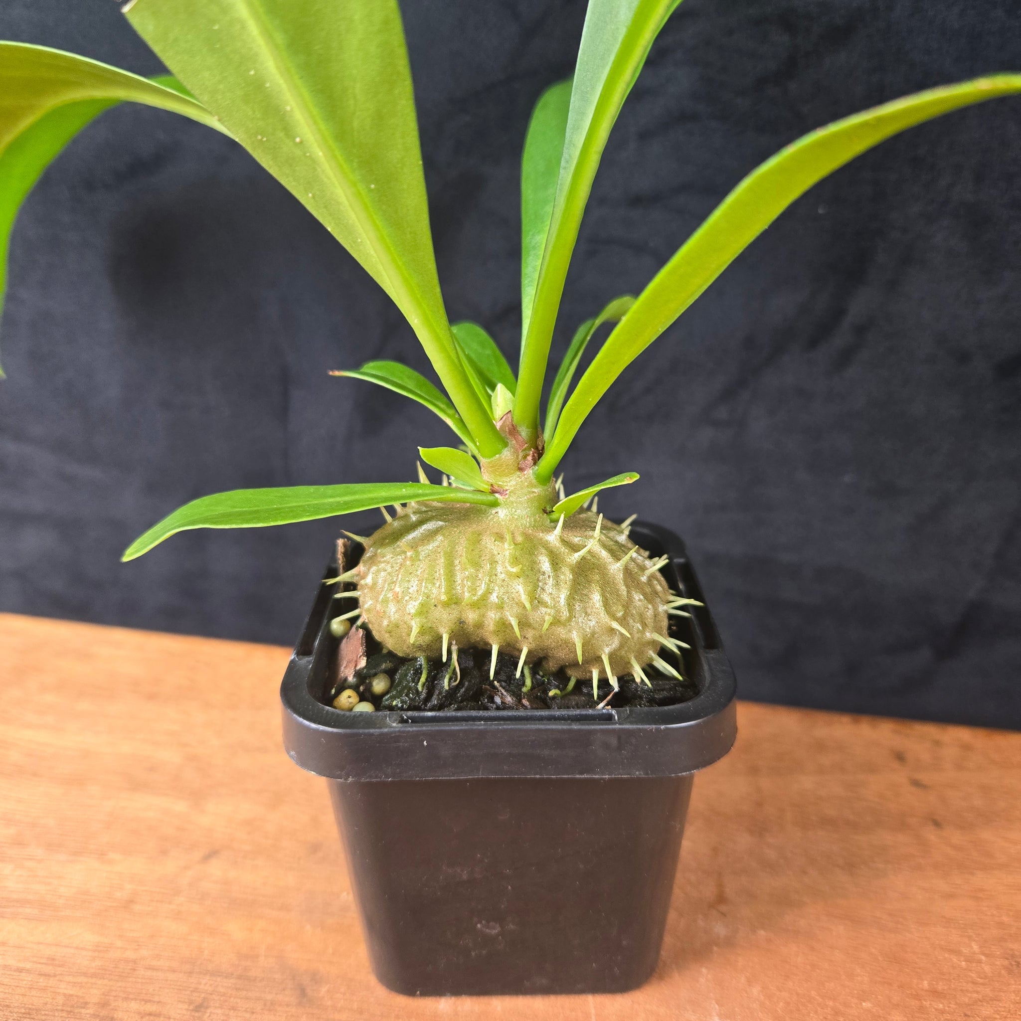 Myrmecodia platytyrea - Ant Plant