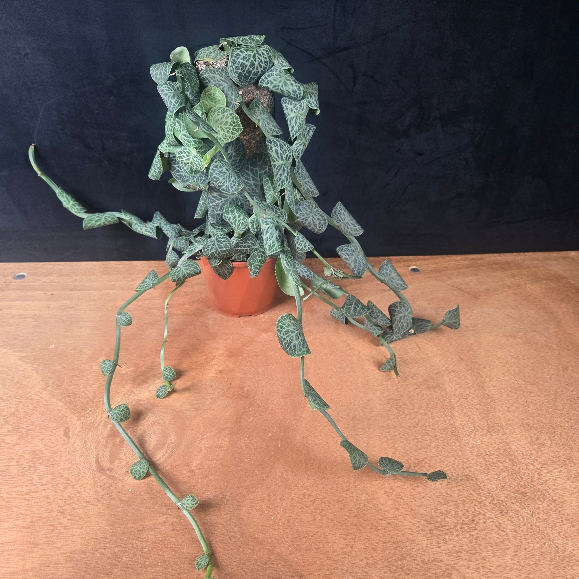 Rhaphidophora cryptantha Large Specimen