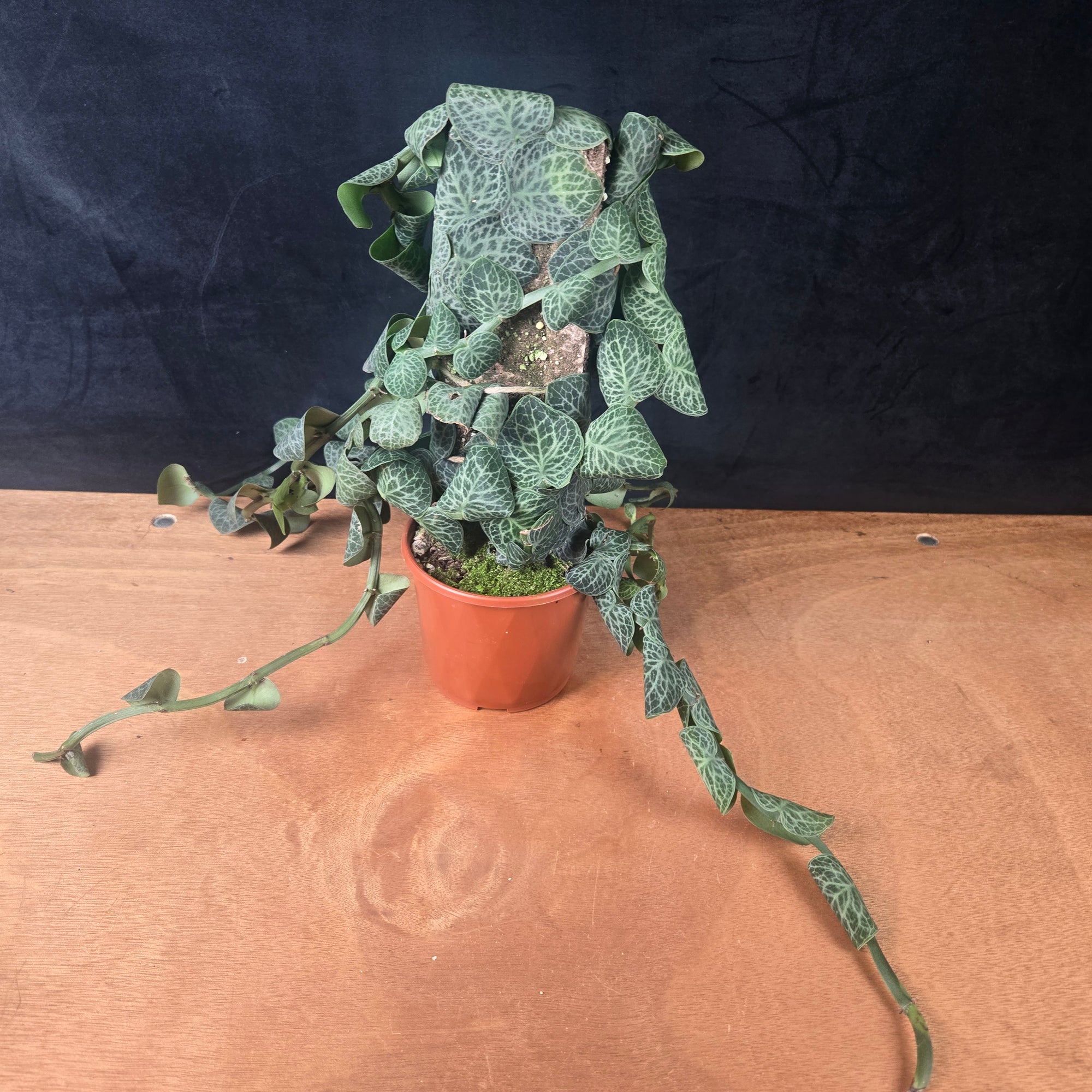Rhaphidophora cryptantha Large Specimen