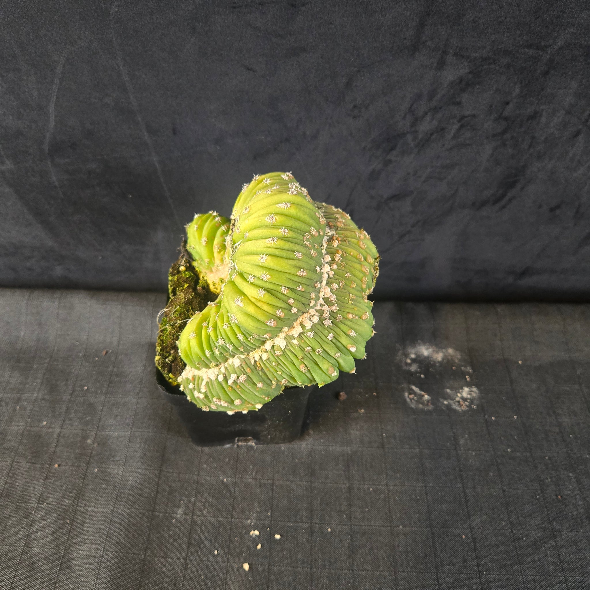 Echinopsis subdenudata f. cristata (syn. subdenudatus) - One Off Specials