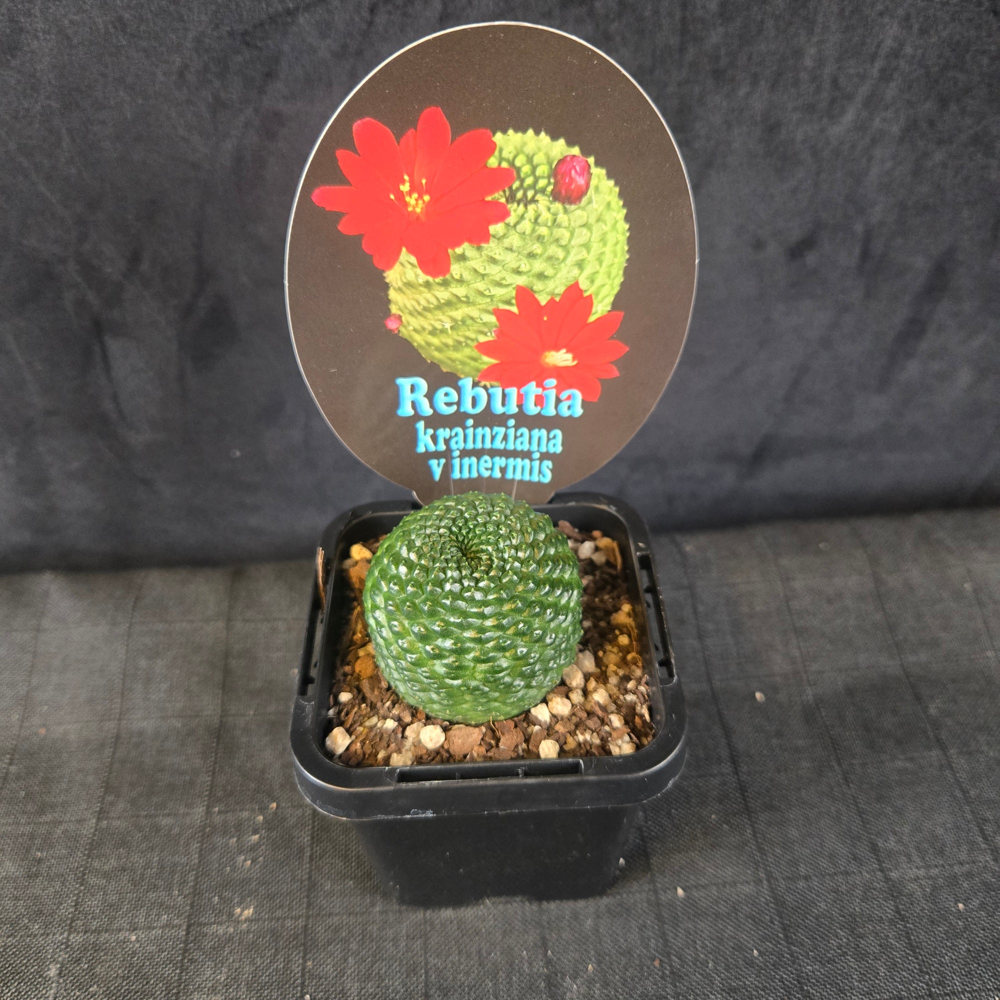 Rebutia karinziana var. inermis (syn. Rebutia pygmaea)