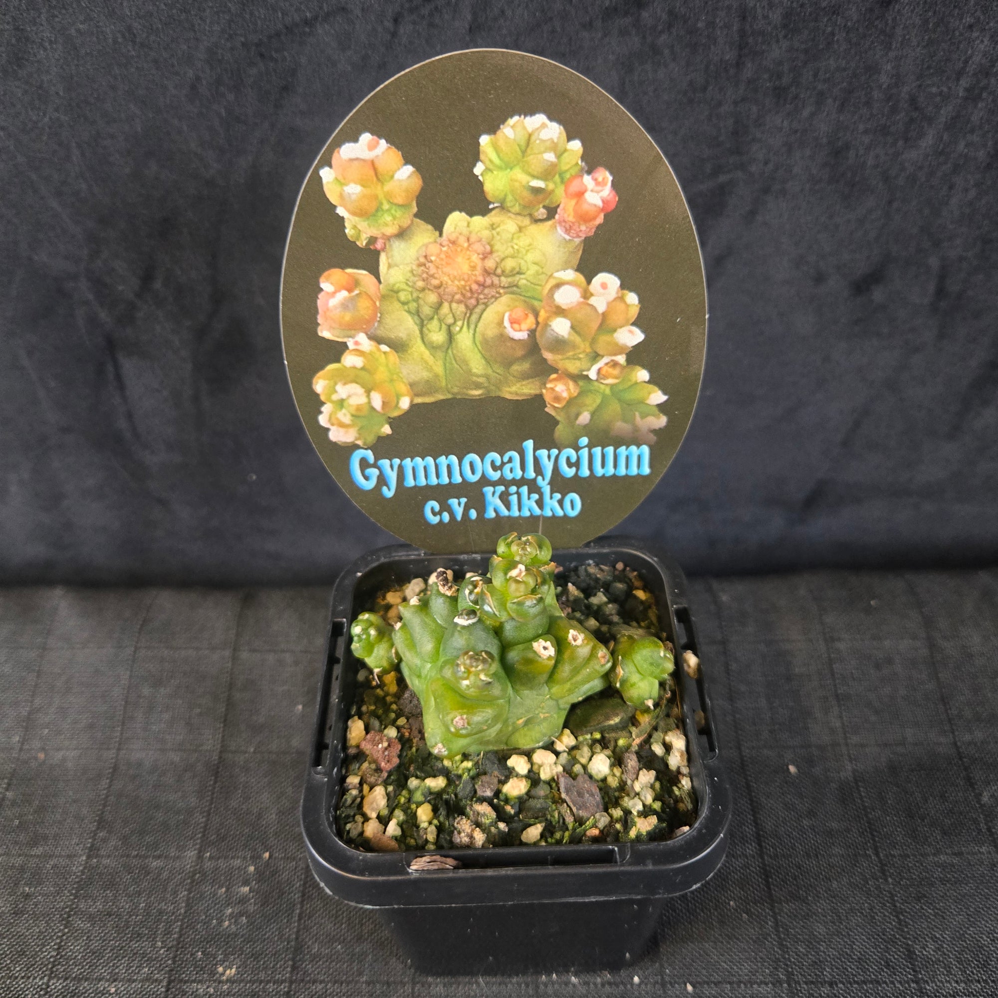 Gymnocalycium mihanovichii forma Kikko