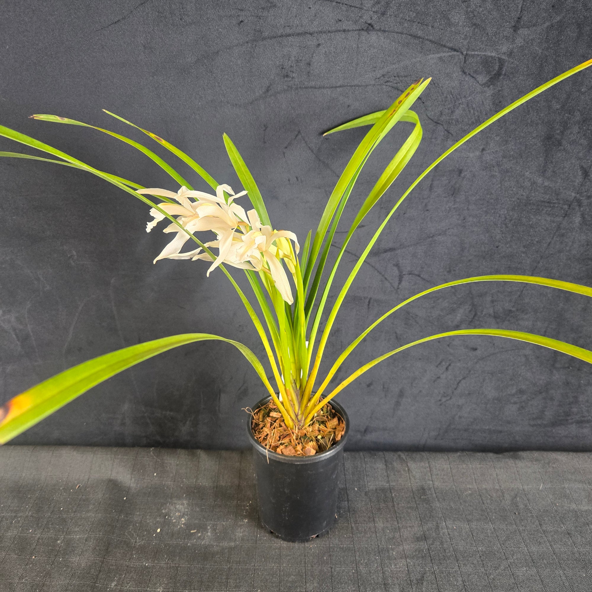 Cymbidium mastersii – the Master's cymbidium in bloom 06/06/2025
