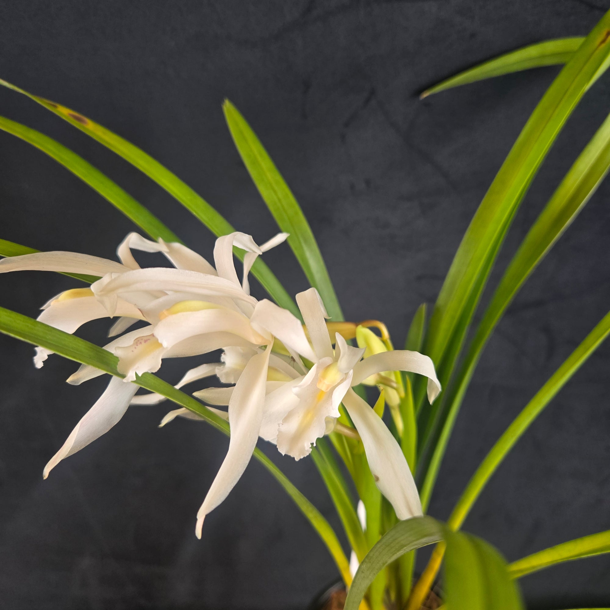 Cymbidium mastersii – the Master's cymbidium in bloom 06/06/2025