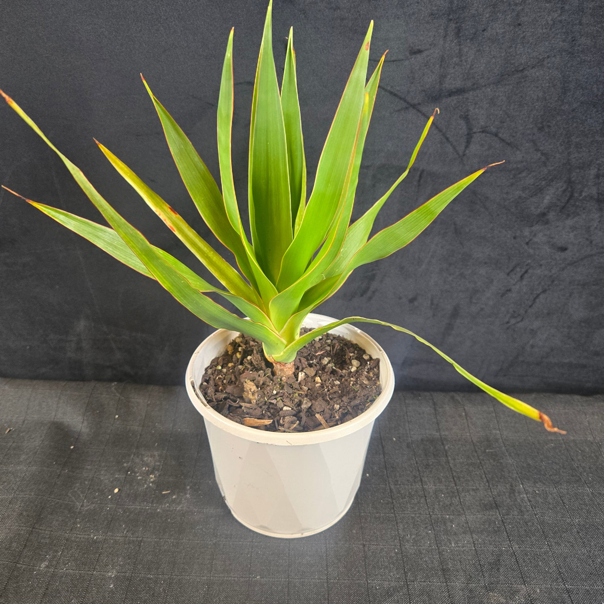 Dracaena draco – The Dragon Tree