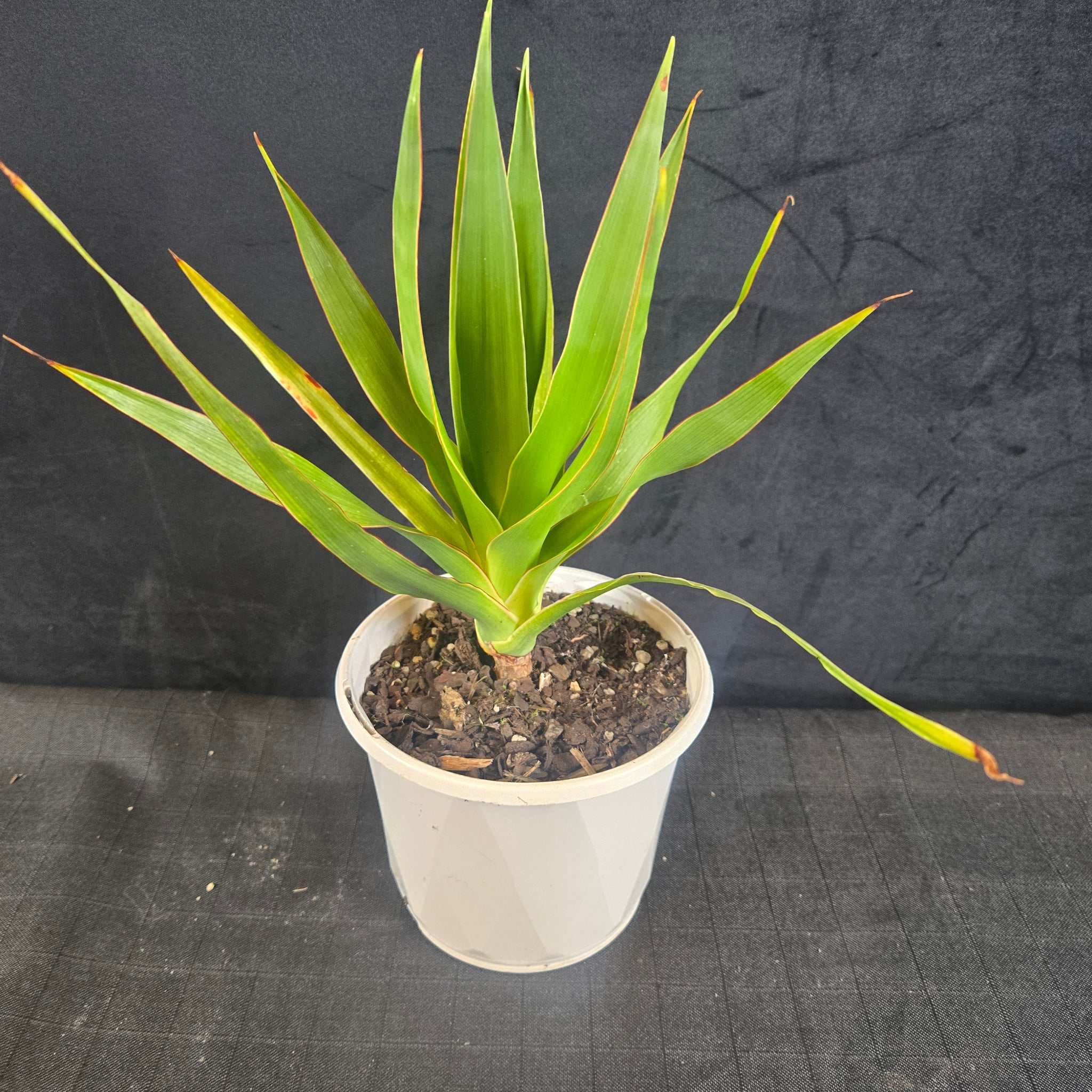 Dracaena draco – The Dragon Tree