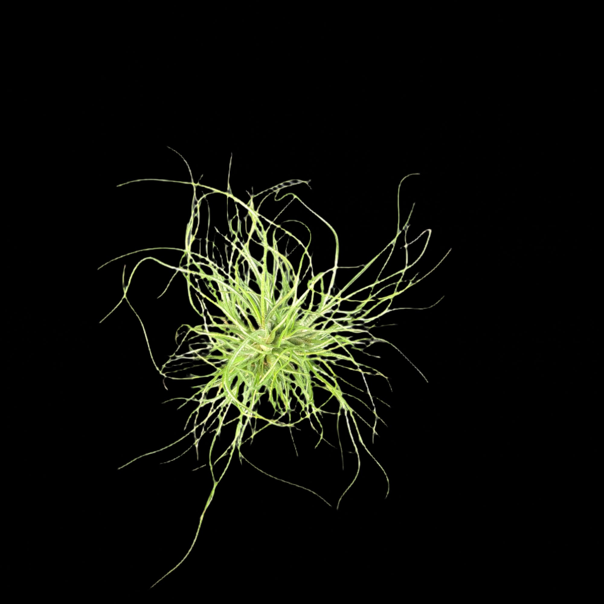 Tillandsia butzii var. roseiflora