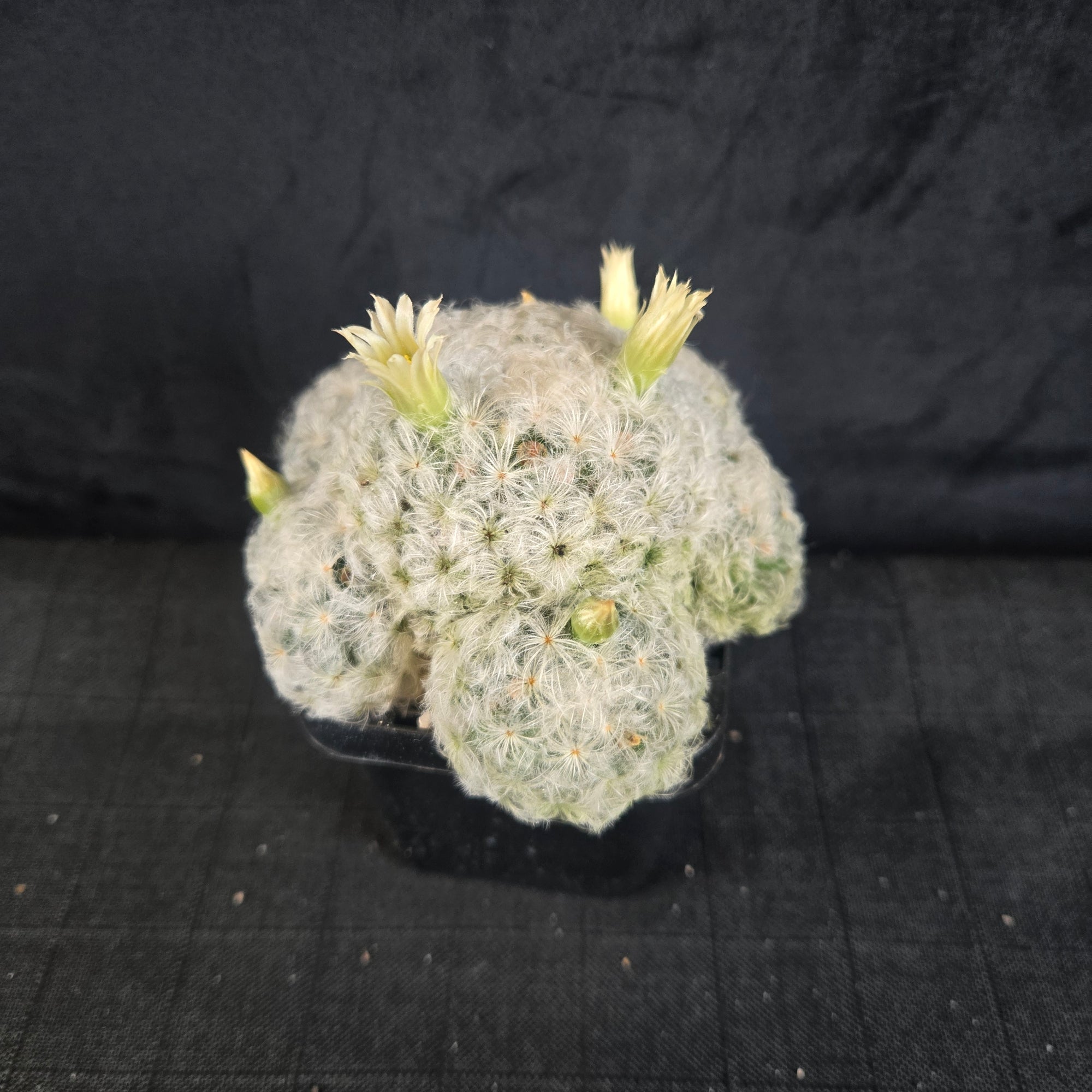 Mammillaria plumosa - One Off Special