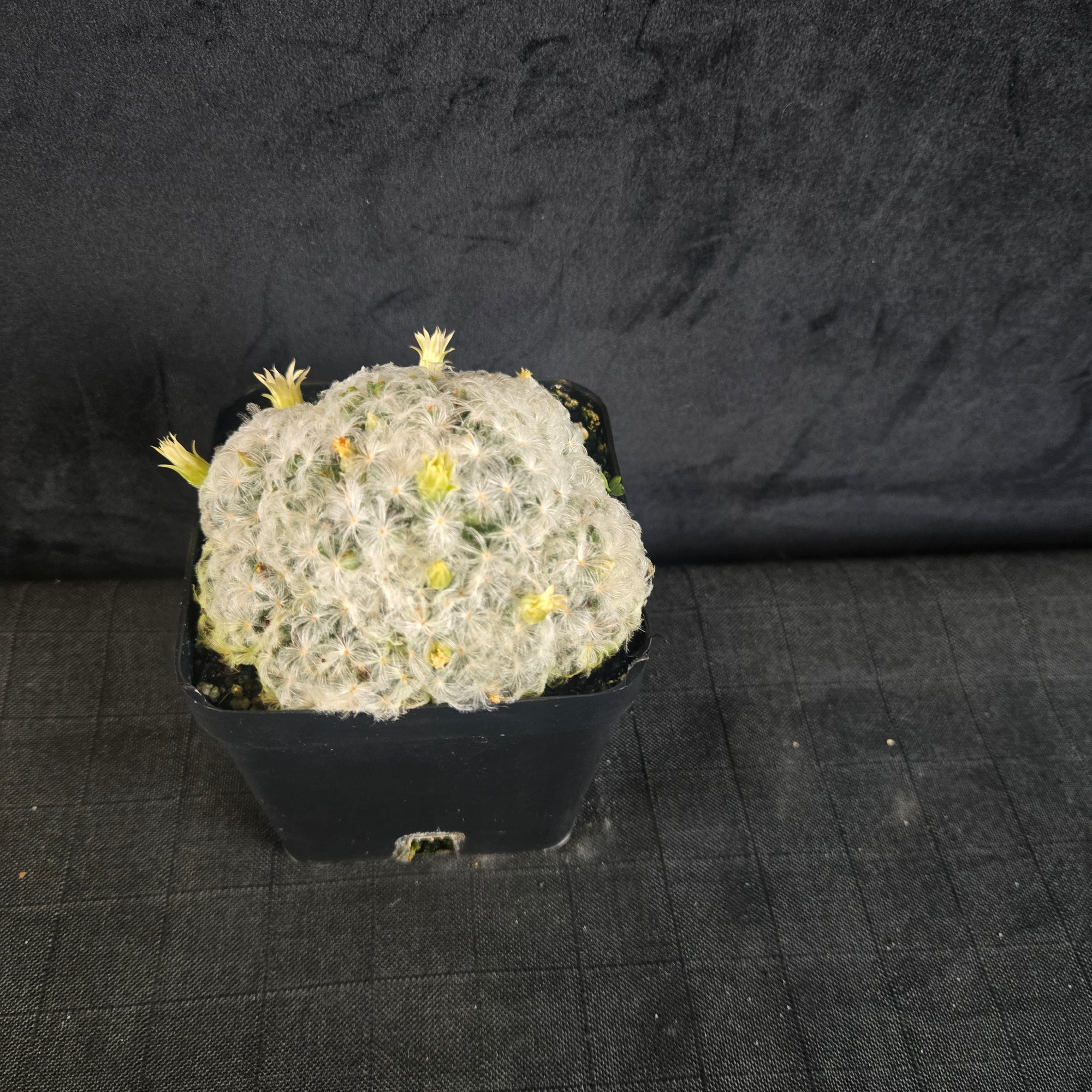 Mammillaria plumosa - One Off Special