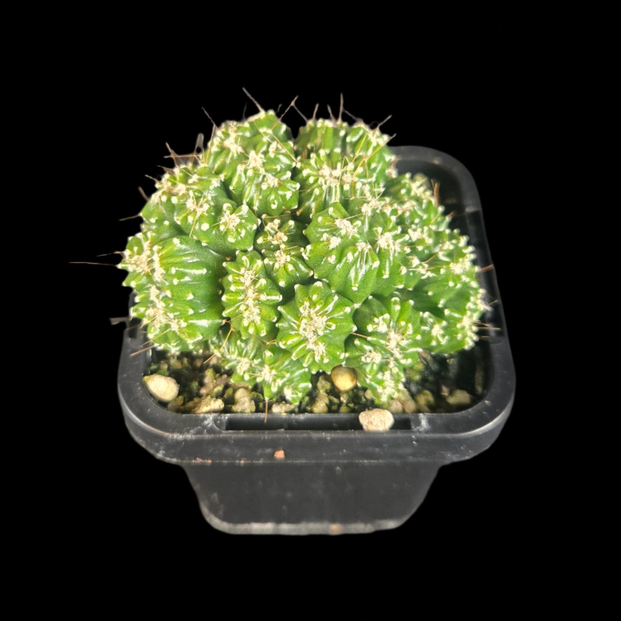 Cereus forbesii 'Tiny Tot' (syn. comarapanus) – Ultra-Rare Dwarf Columnar Cactus
