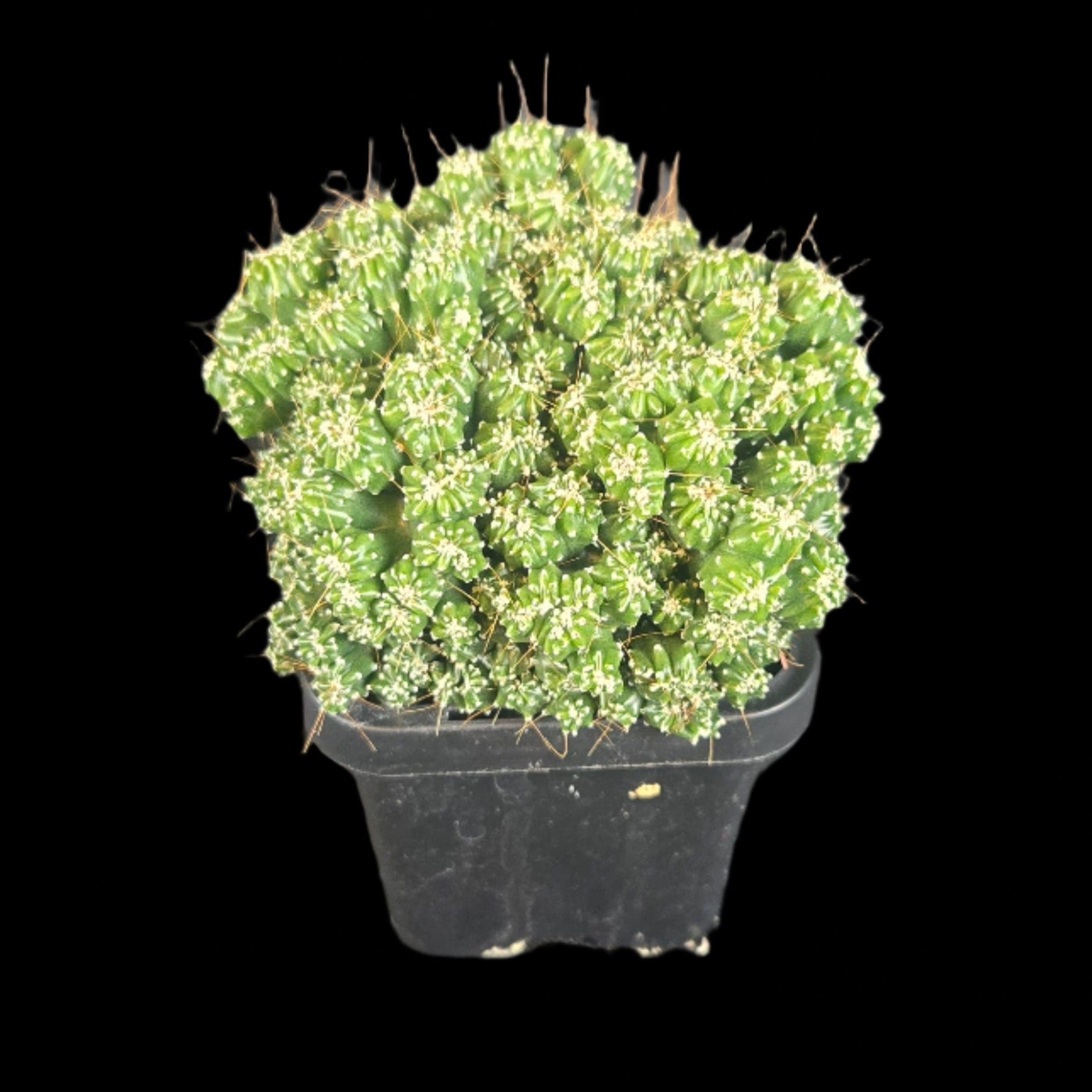 Cereus forbesii 'Tiny Tot' (syn. comarapanus) – Ultra-Rare Dwarf Columnar Cactus