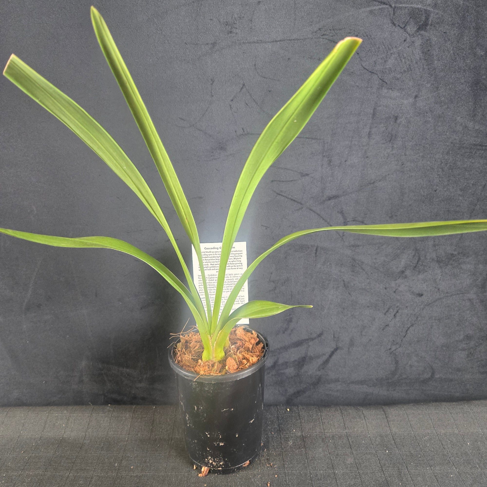 Cymbidium Mary Green 'Cream Puff'