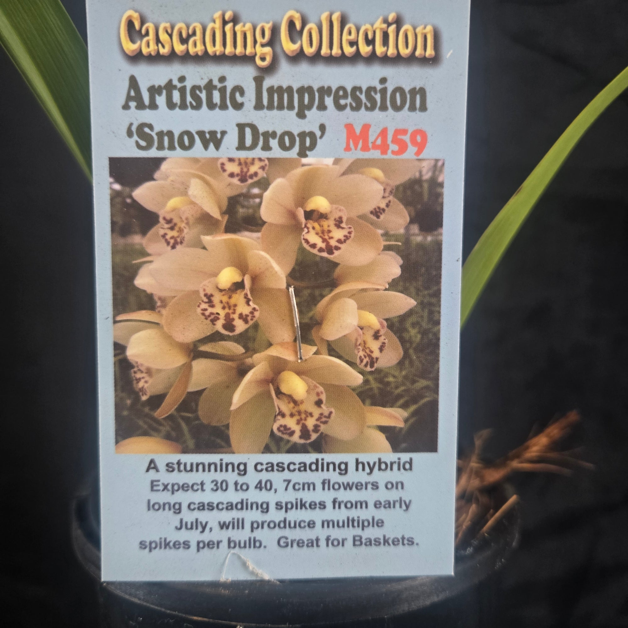 Cymbidium Artistic Impression 'Snow Drops' – Cream Cascading Form