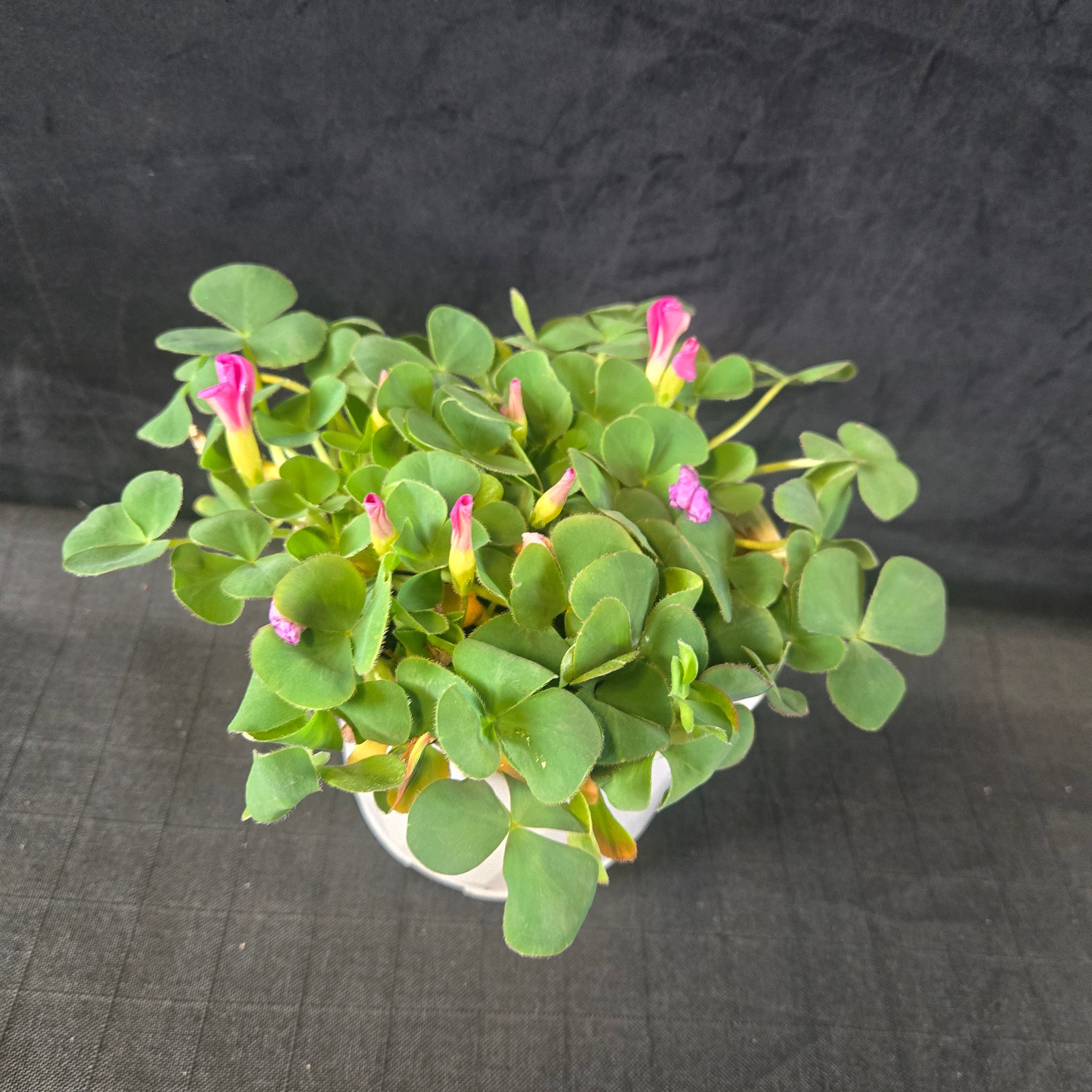 Oxalis purpurea Green