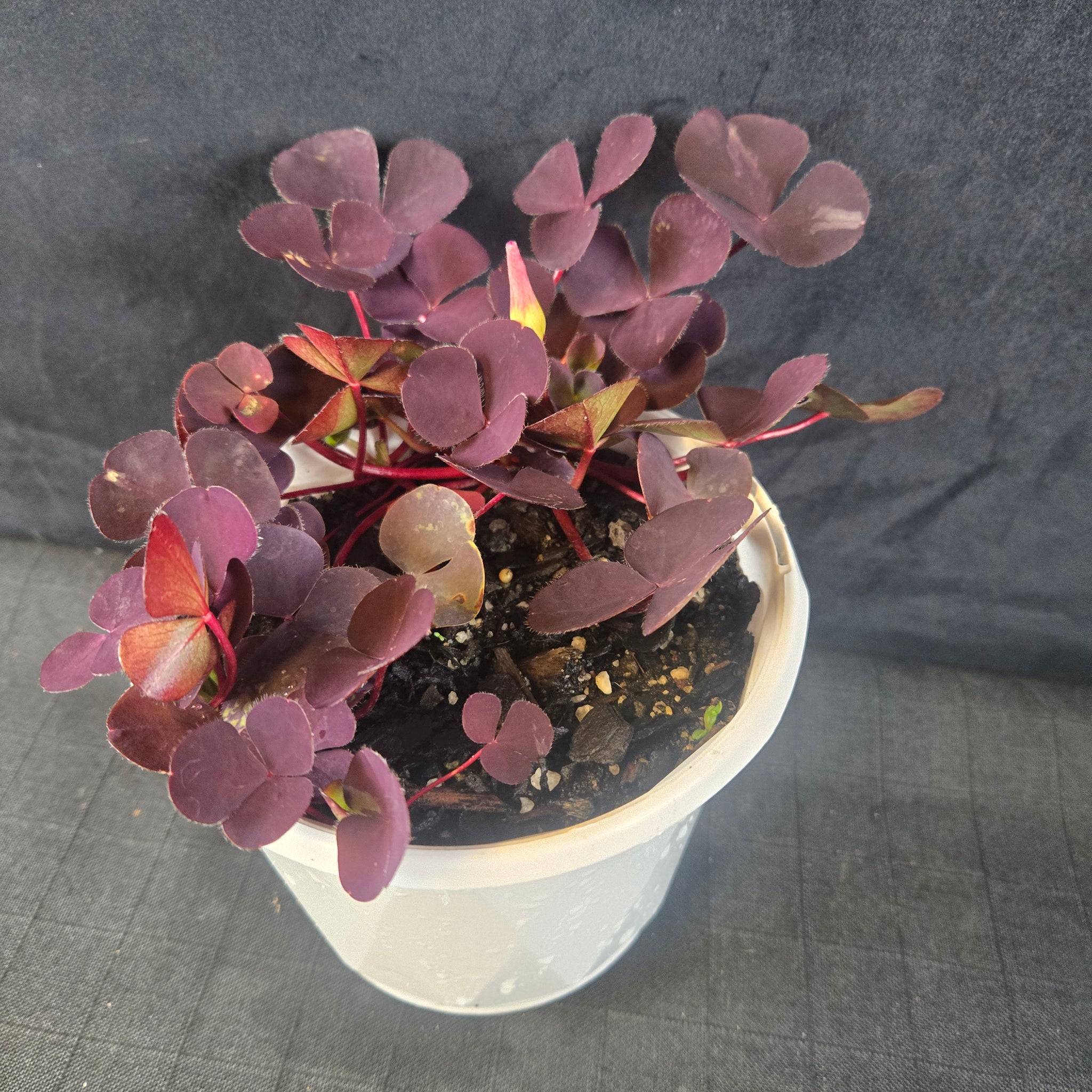 Oxalis purpurea Purple