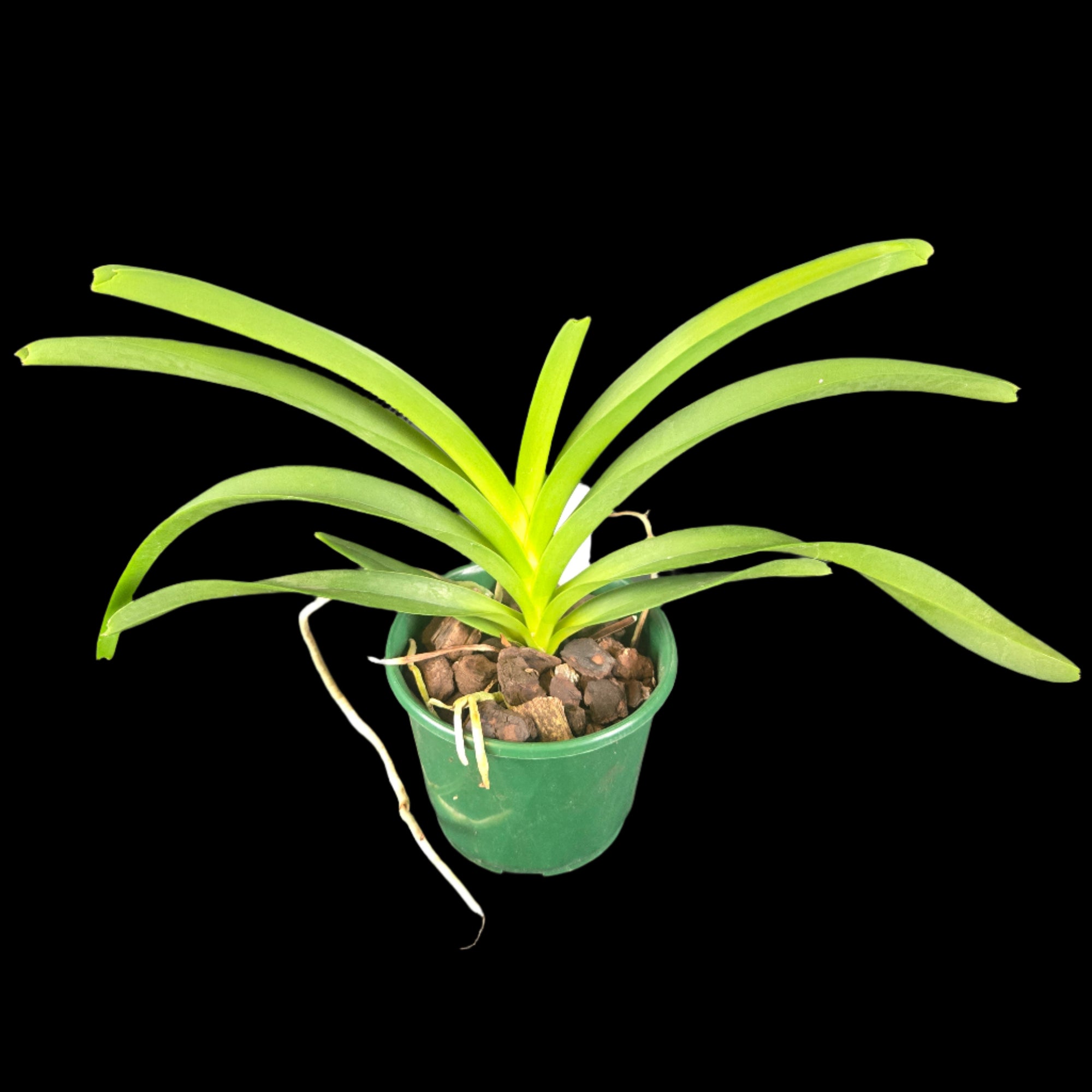 Vanda roeblingiana