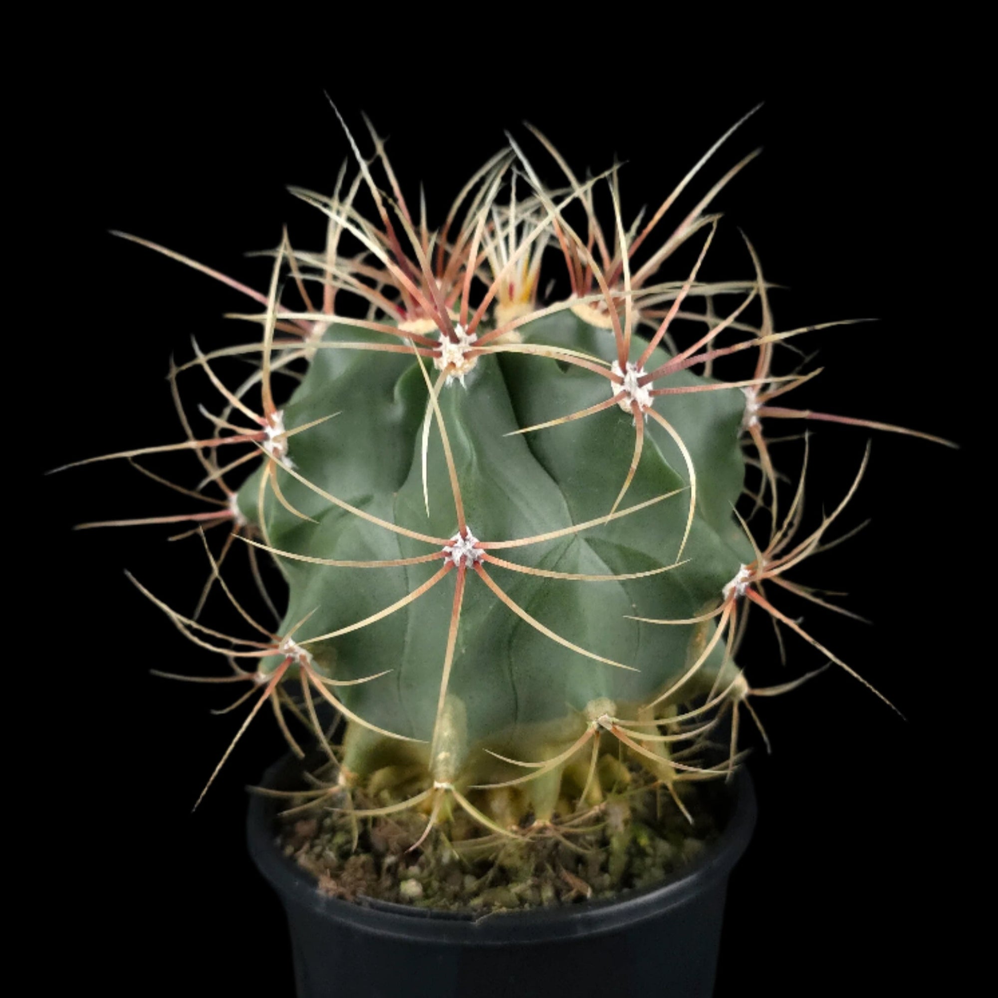 Ferocactus latispinus (syn. hirtix) – Devil’s Tongue Barrel