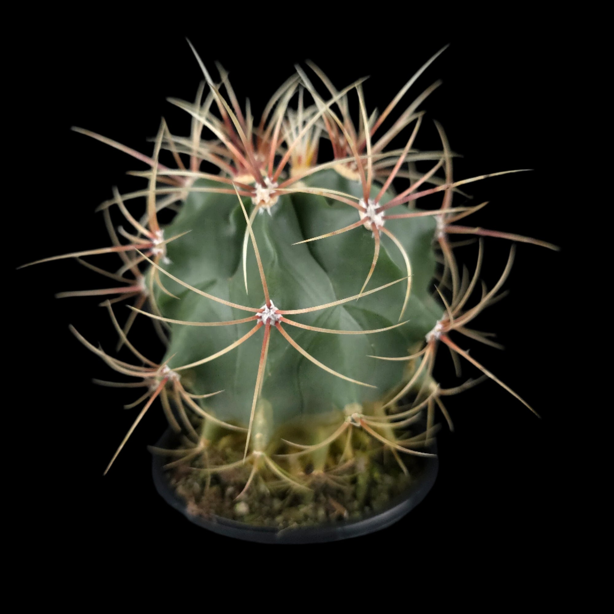 Ferocactus latispinus (syn. hirtix) – Devil’s Tongue Barrel