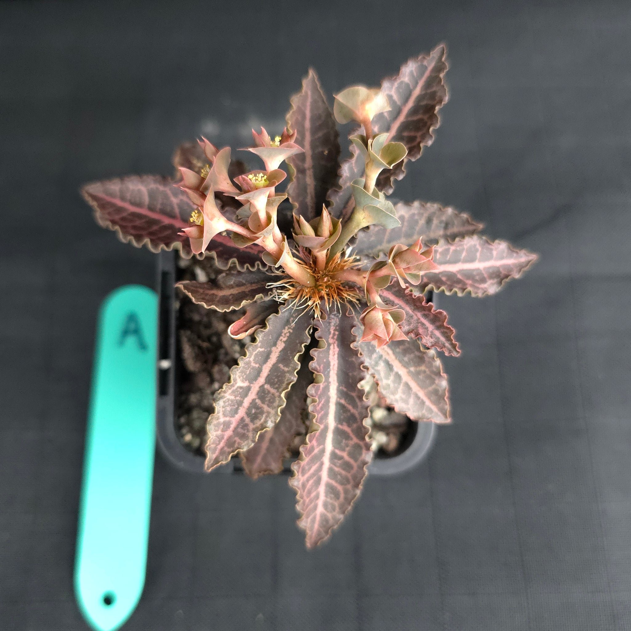 Euphorbia francoisii (WA Prohibited)