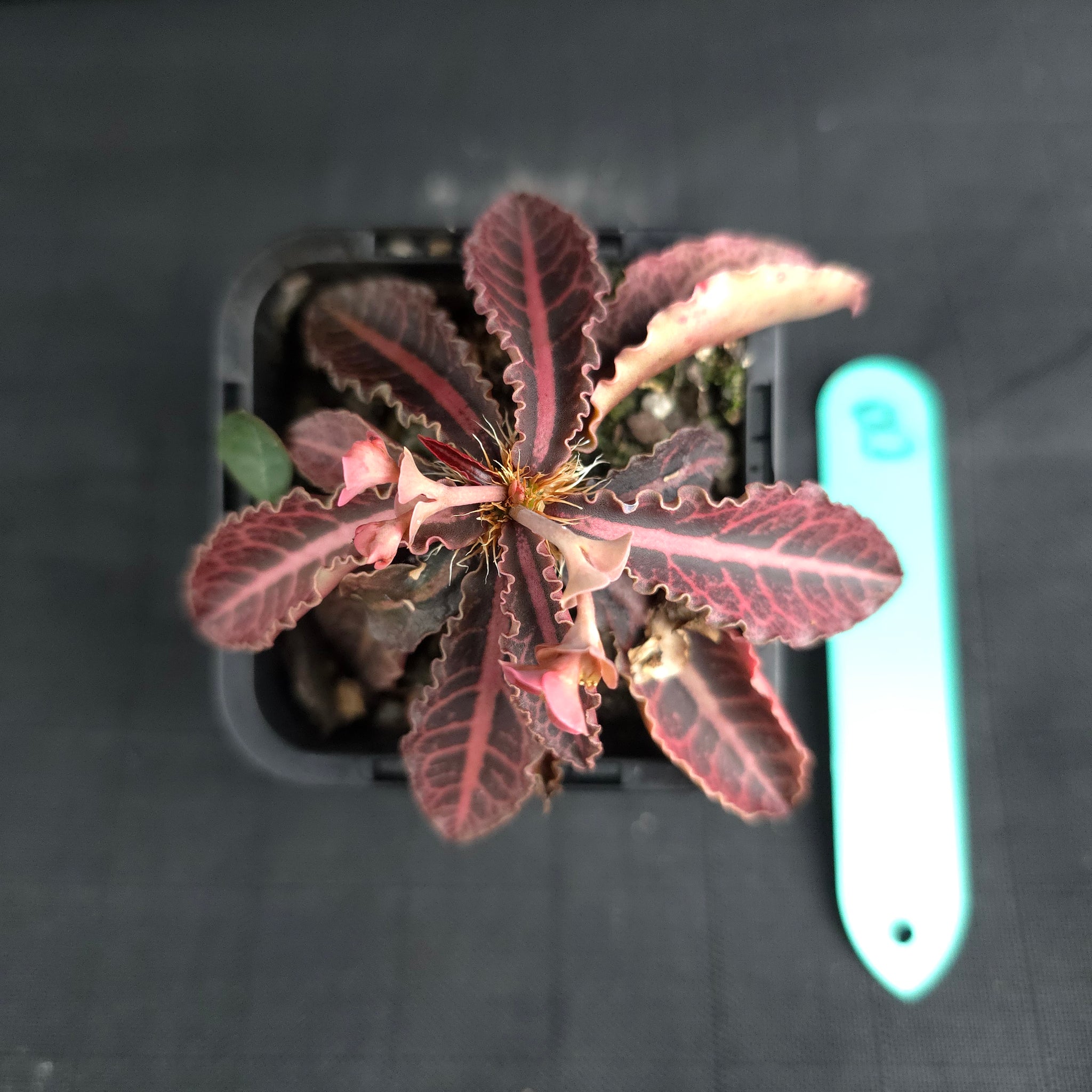 Euphorbia francoisii (WA Prohibited)