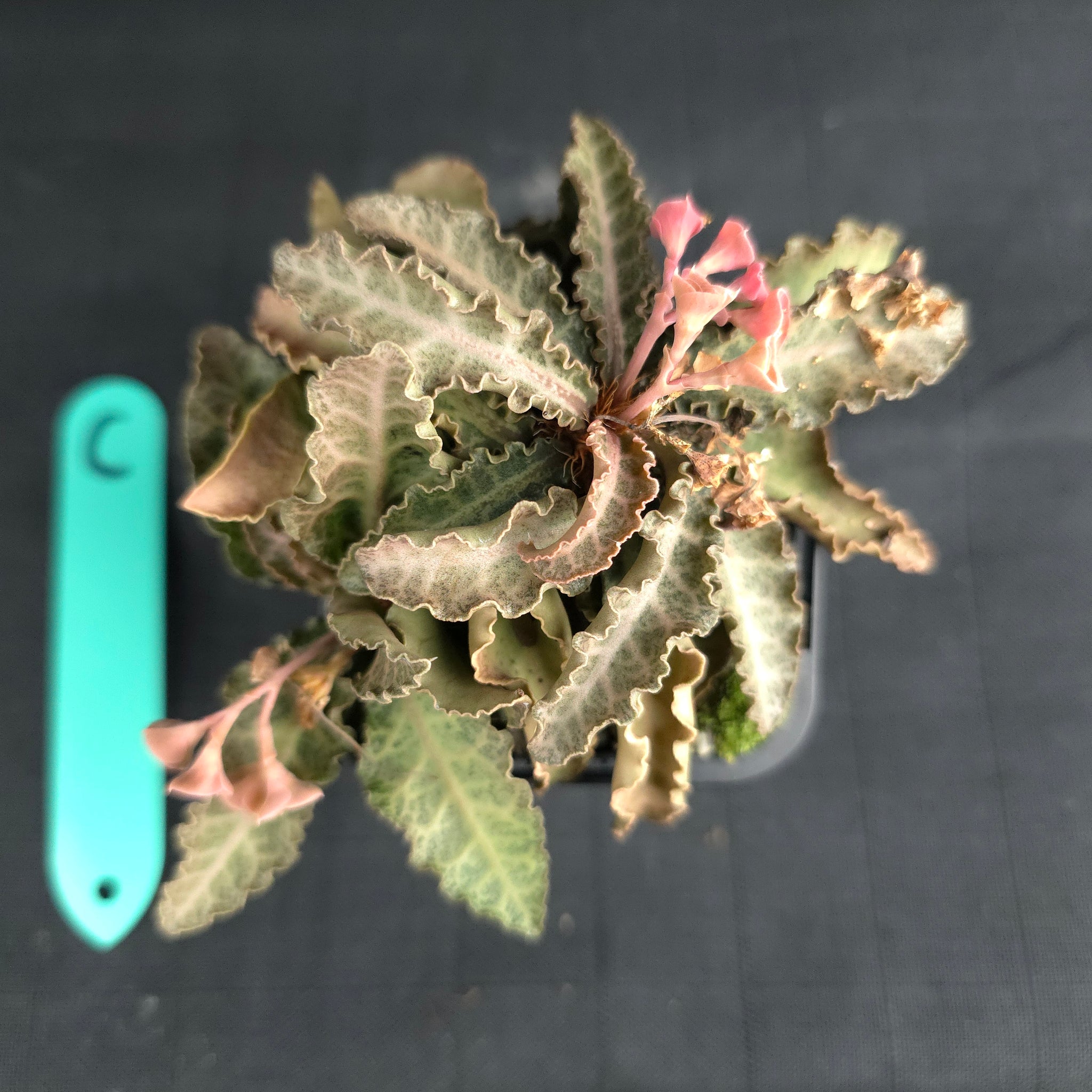 Euphorbia francoisii (WA Prohibited)