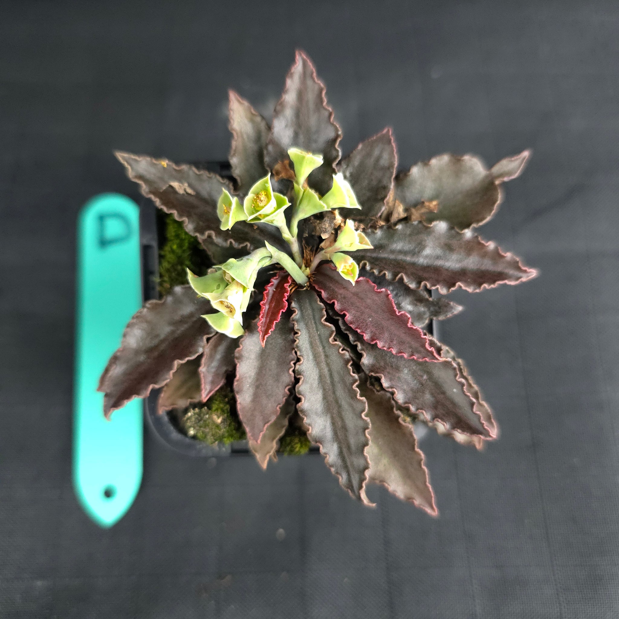 Euphorbia francoisii (WA Prohibited)