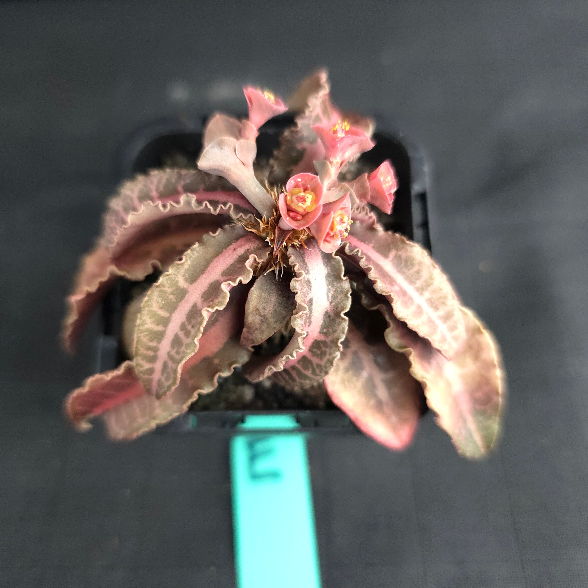 Euphorbia francoisii (WA Prohibited)