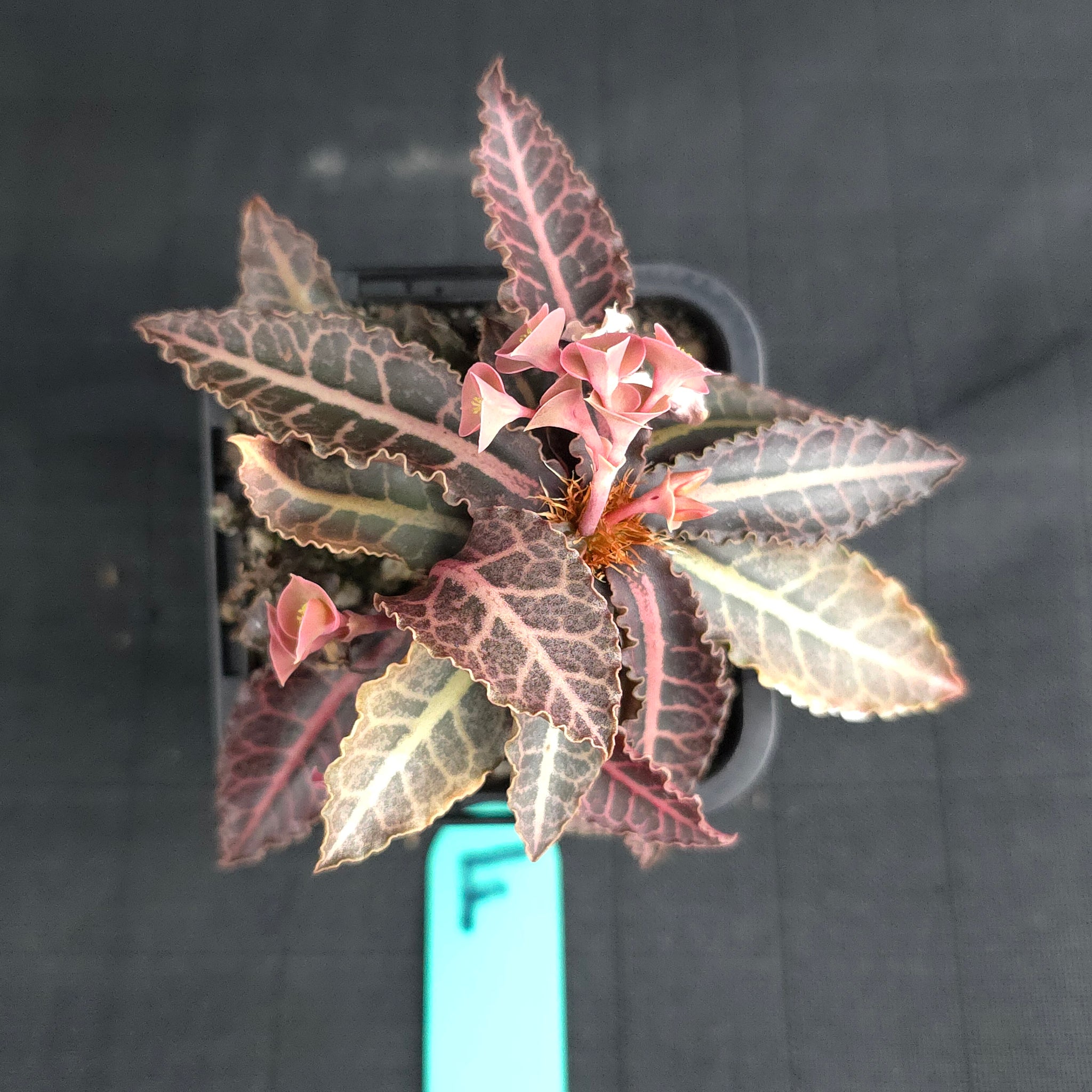 Euphorbia francoisii (WA Prohibited)