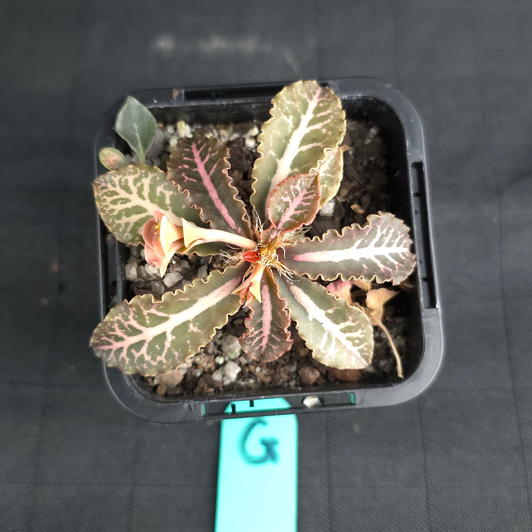 Euphorbia francoisii (WA Prohibited)
