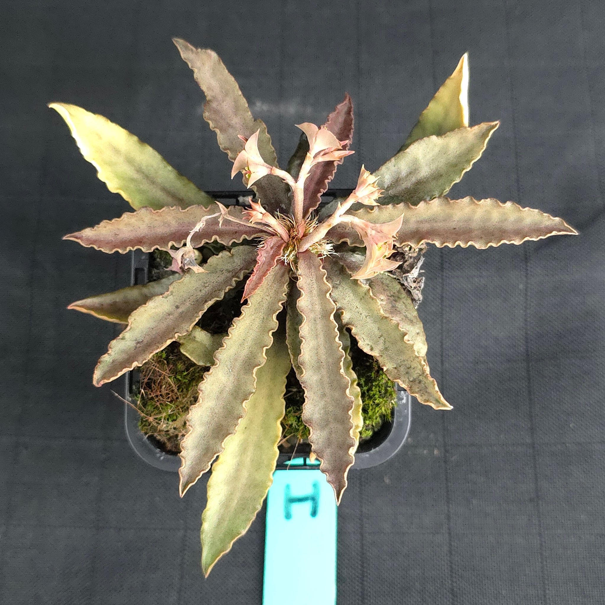 Euphorbia francoisii (WA Prohibited)