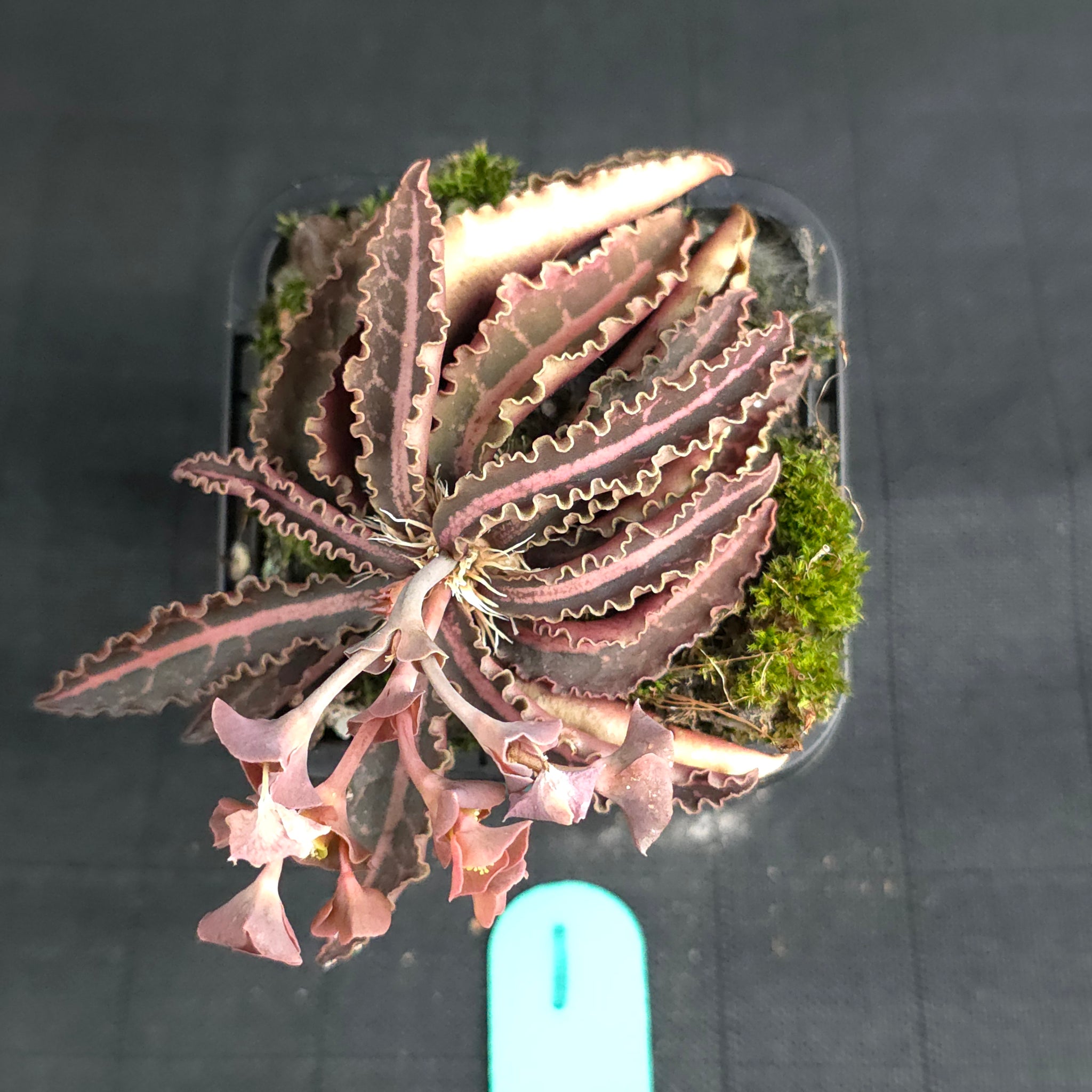 Euphorbia francoisii (WA Prohibited)