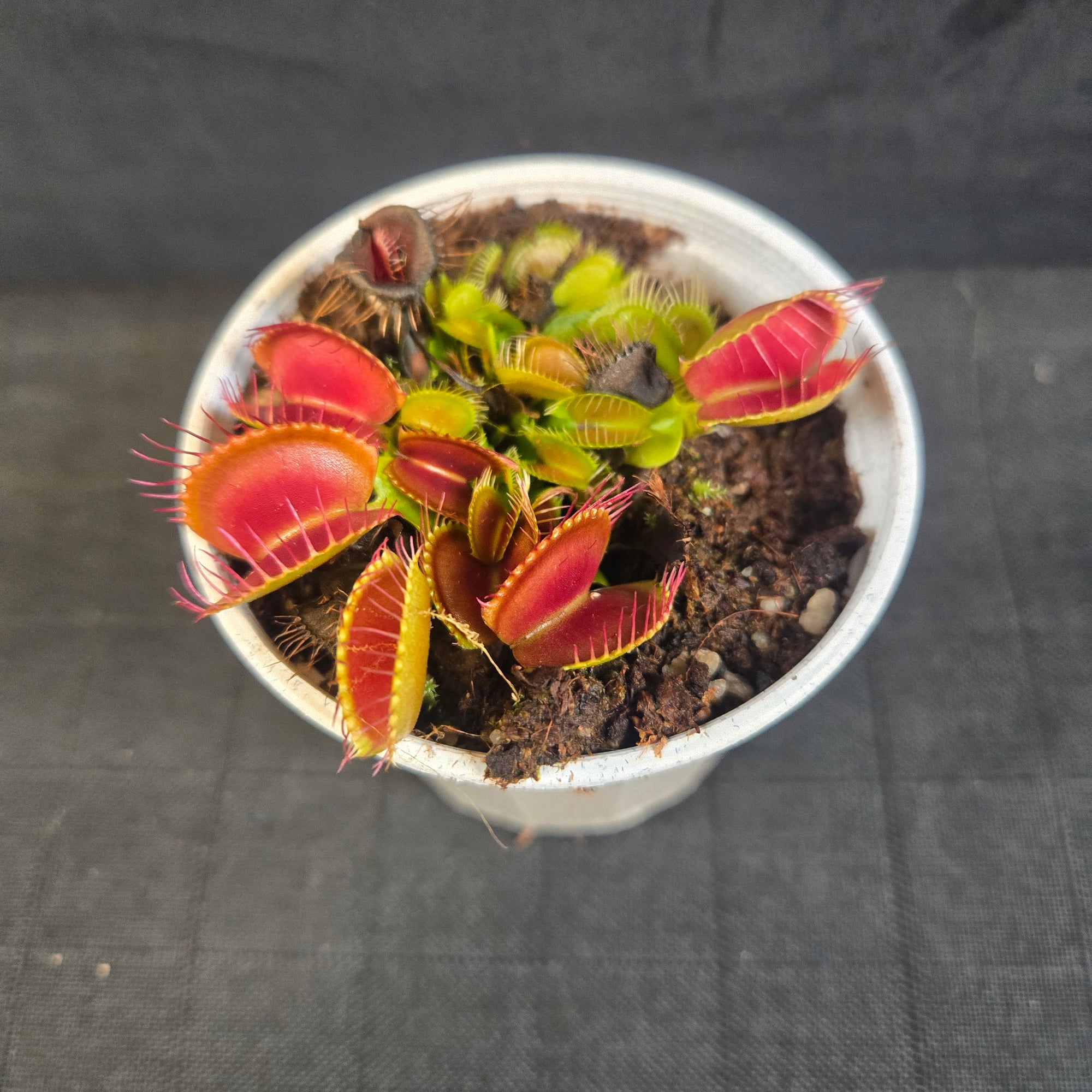 Dionaea muscipula - Venus Fly Trap