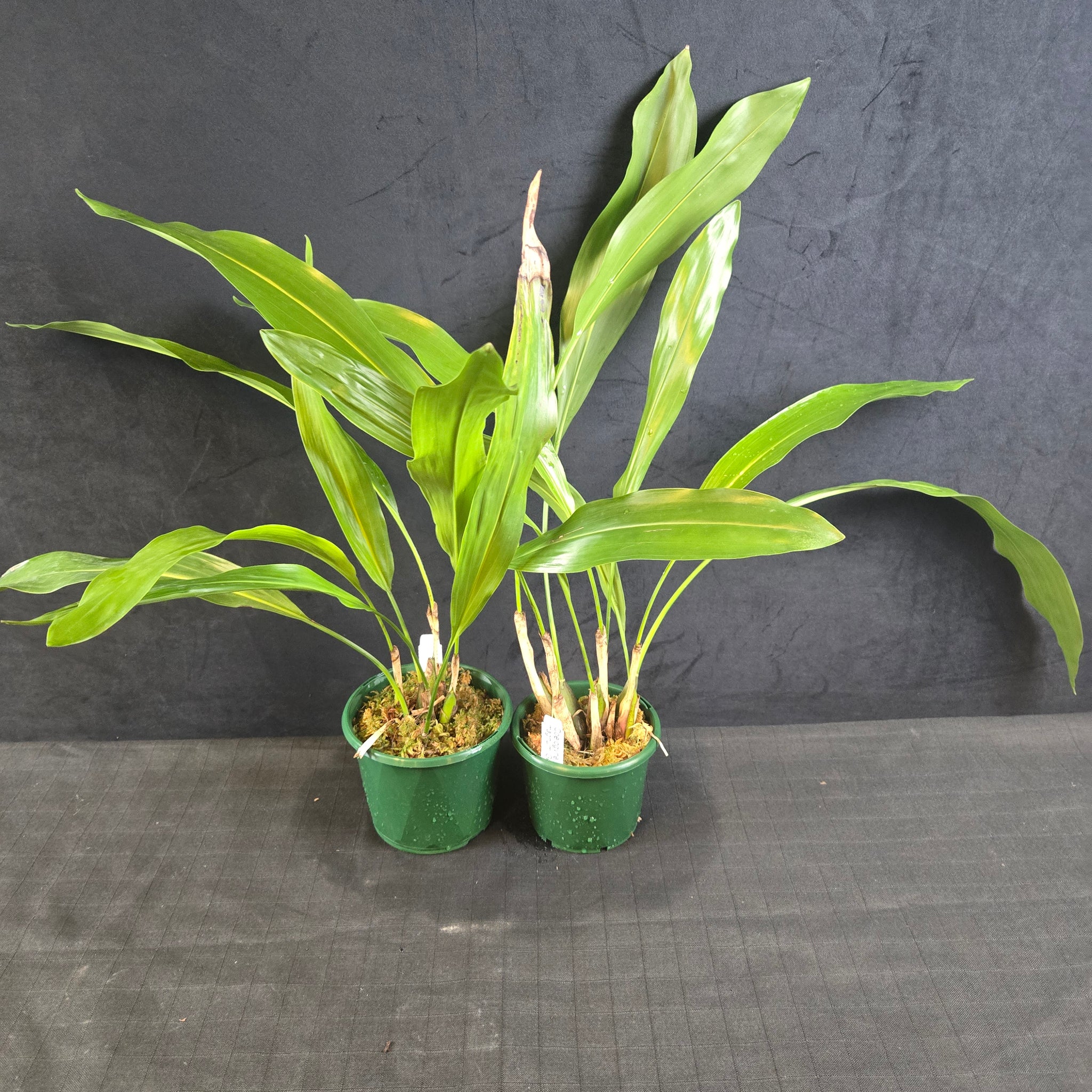 Coelogyne magnum 'Golden Rod' (Syn. Dendrochilum)i