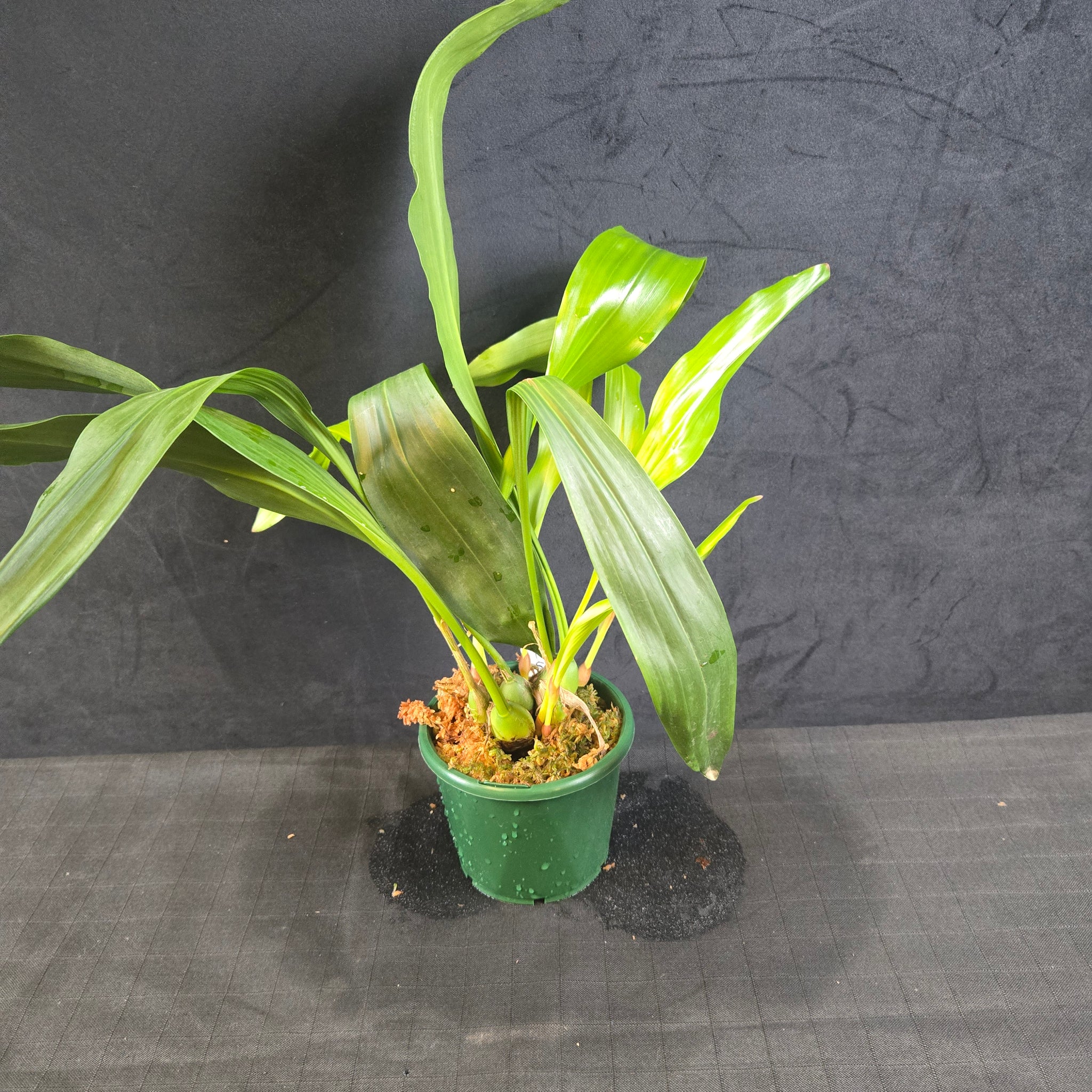 Coelogyne (Syn. Dendrochilum) glumanceum