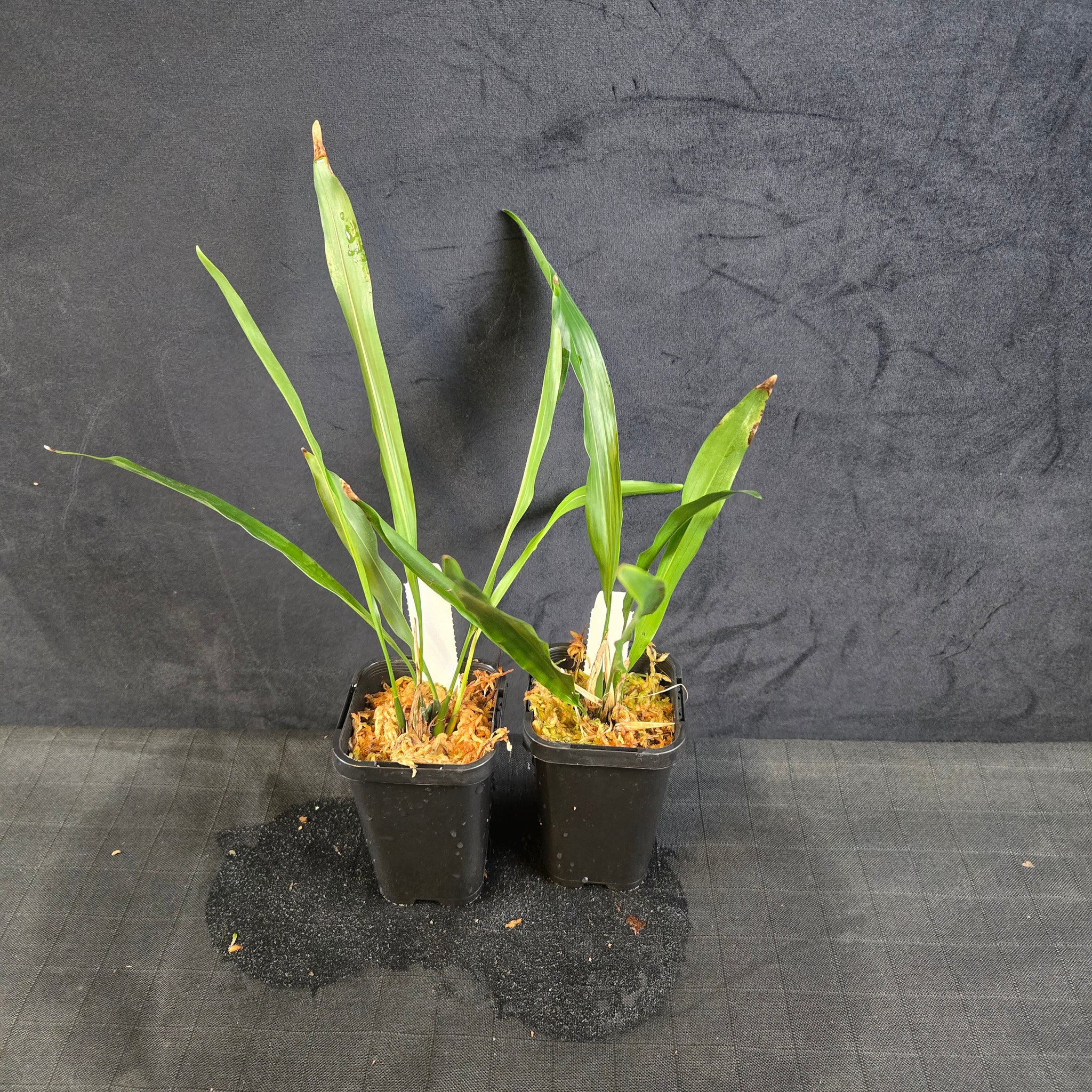 Dendrochilum uncatum (Syn. Coelogyne uncatum)