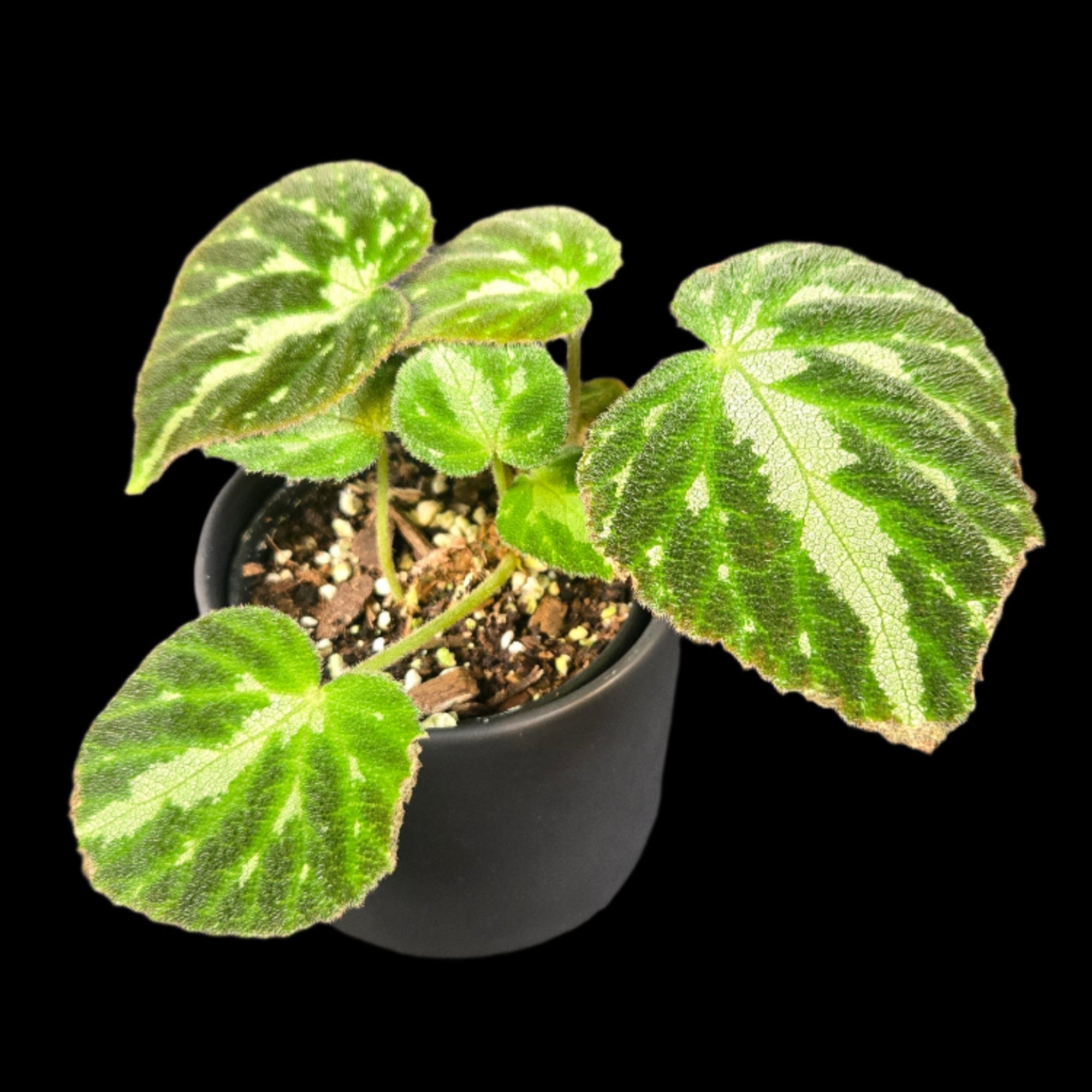 Begonia imperialis (WA Prohibited)
