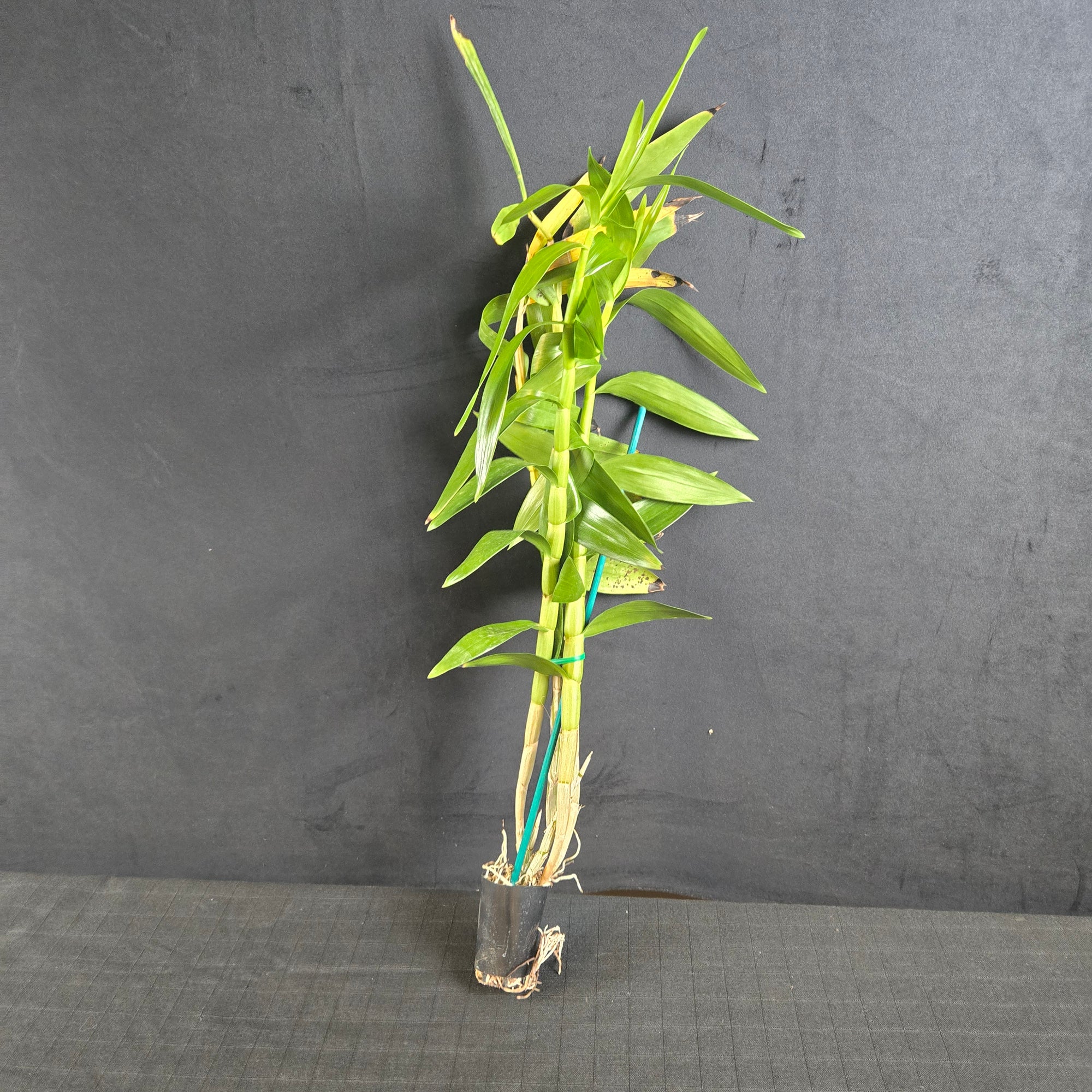 Dendrobium smillieae