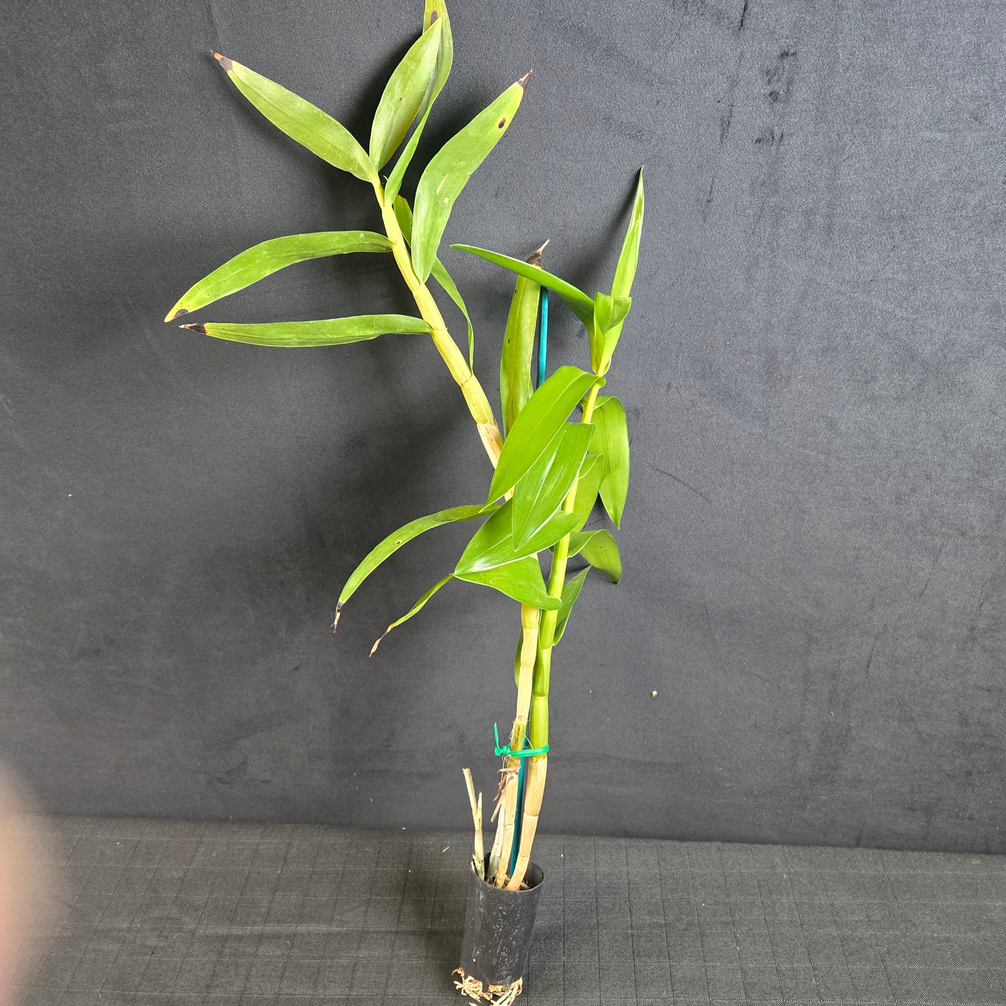 Dendrobium smillieae