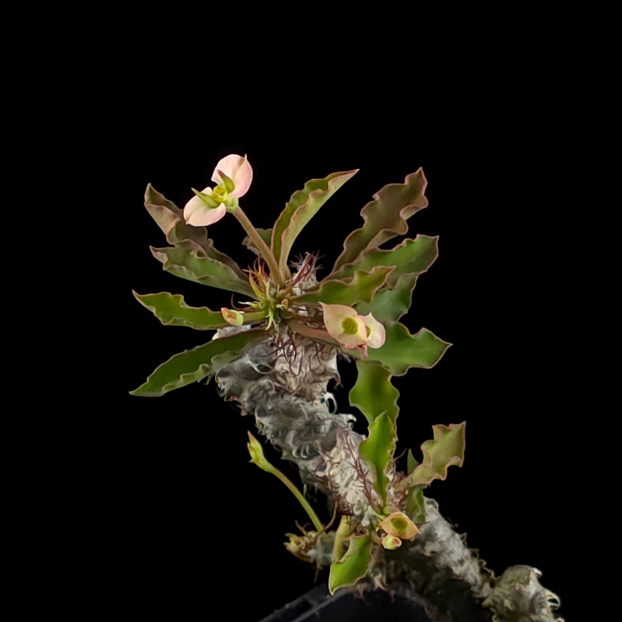 Euphorbia milii x Natwong 'Flying Dragon' (WA Prohibited)