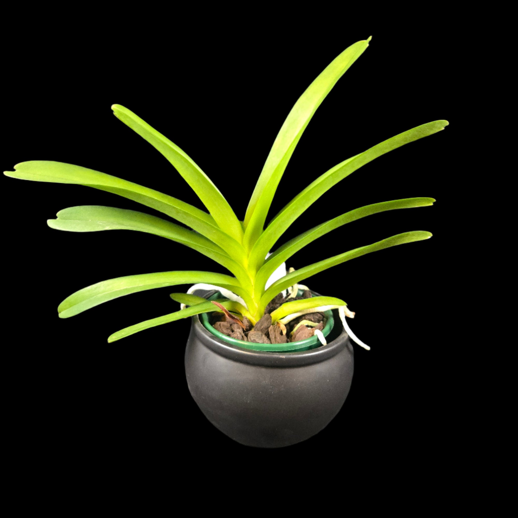 Vanda Pachara Blue