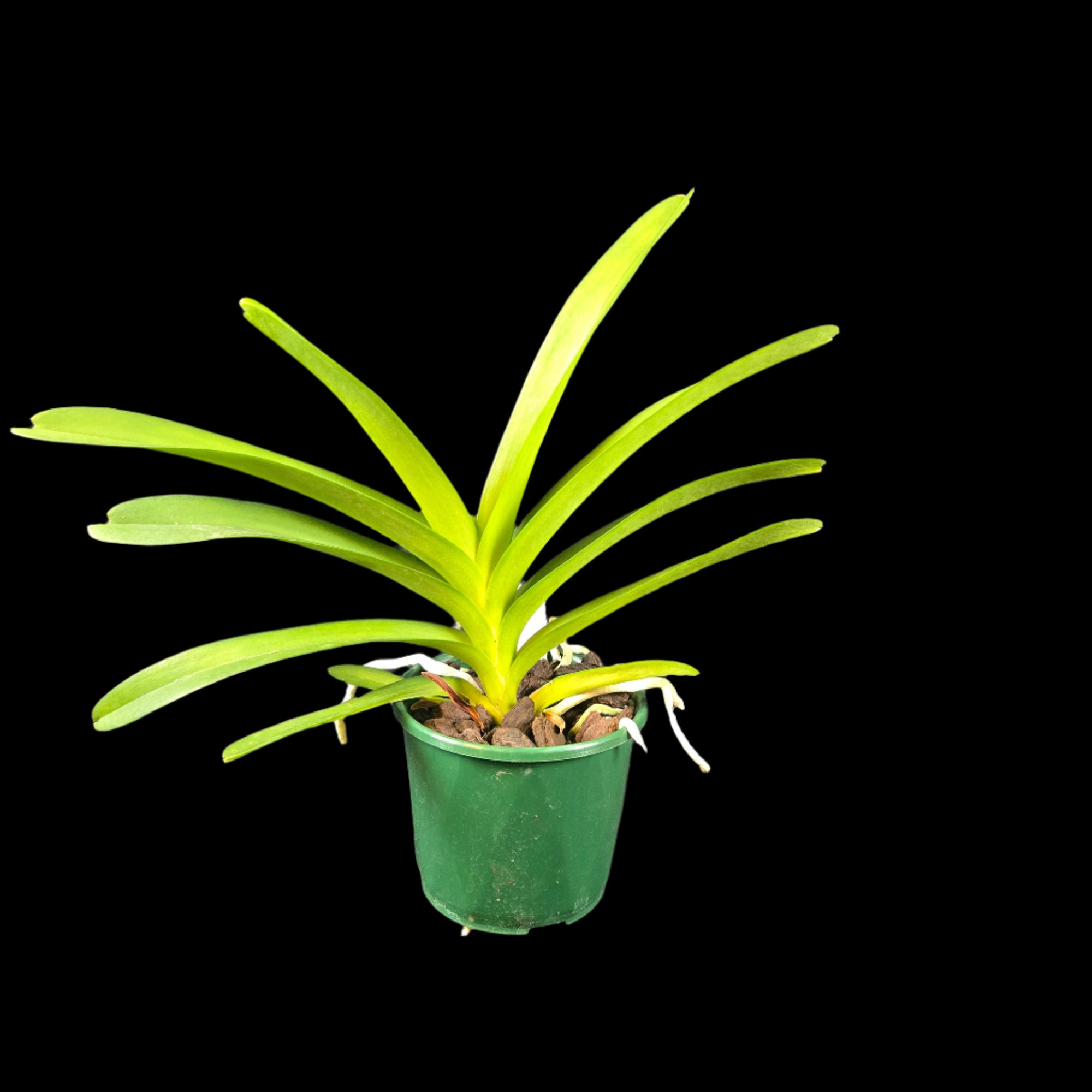 Vanda Pachara Blue